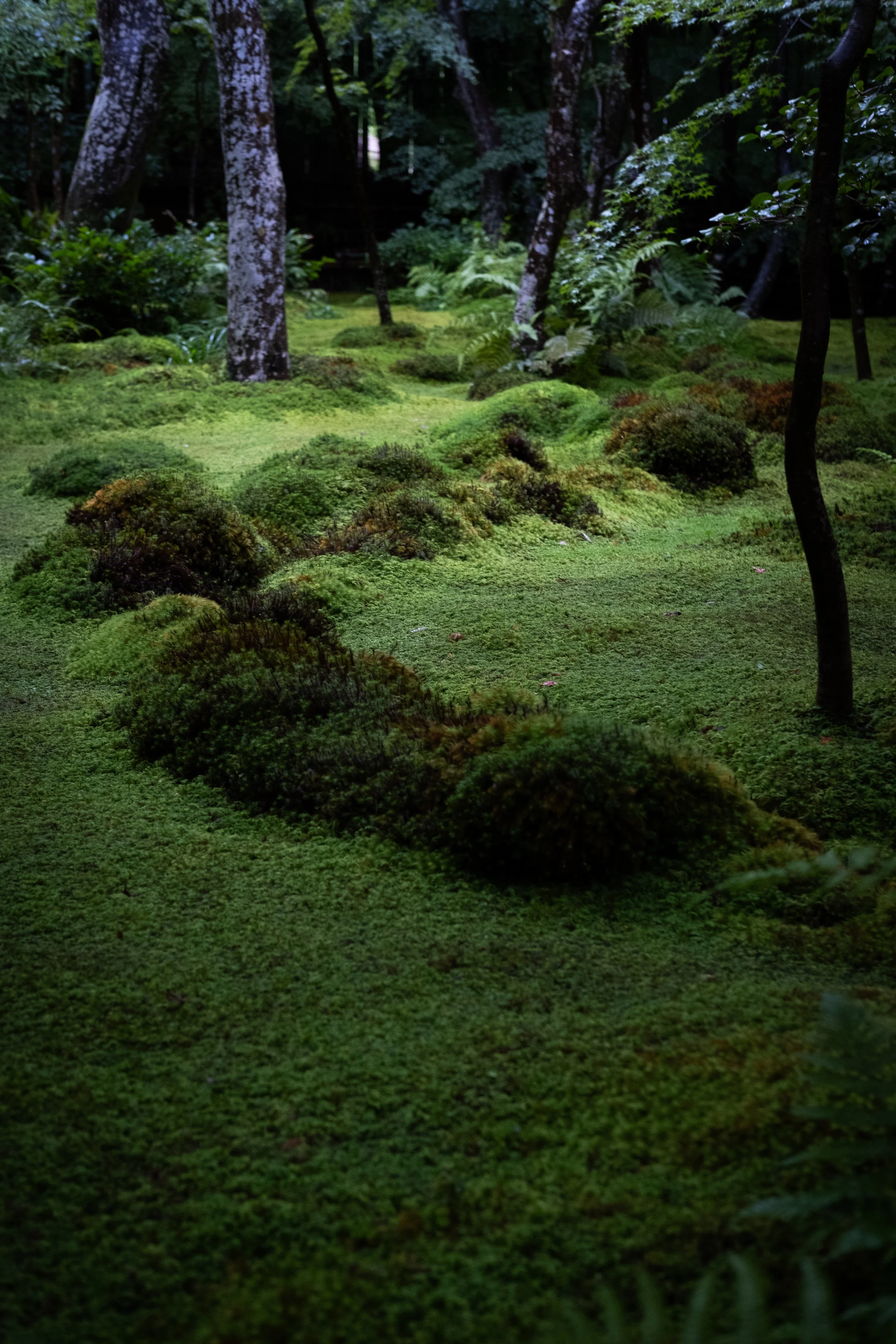 DSCF3934.jpg