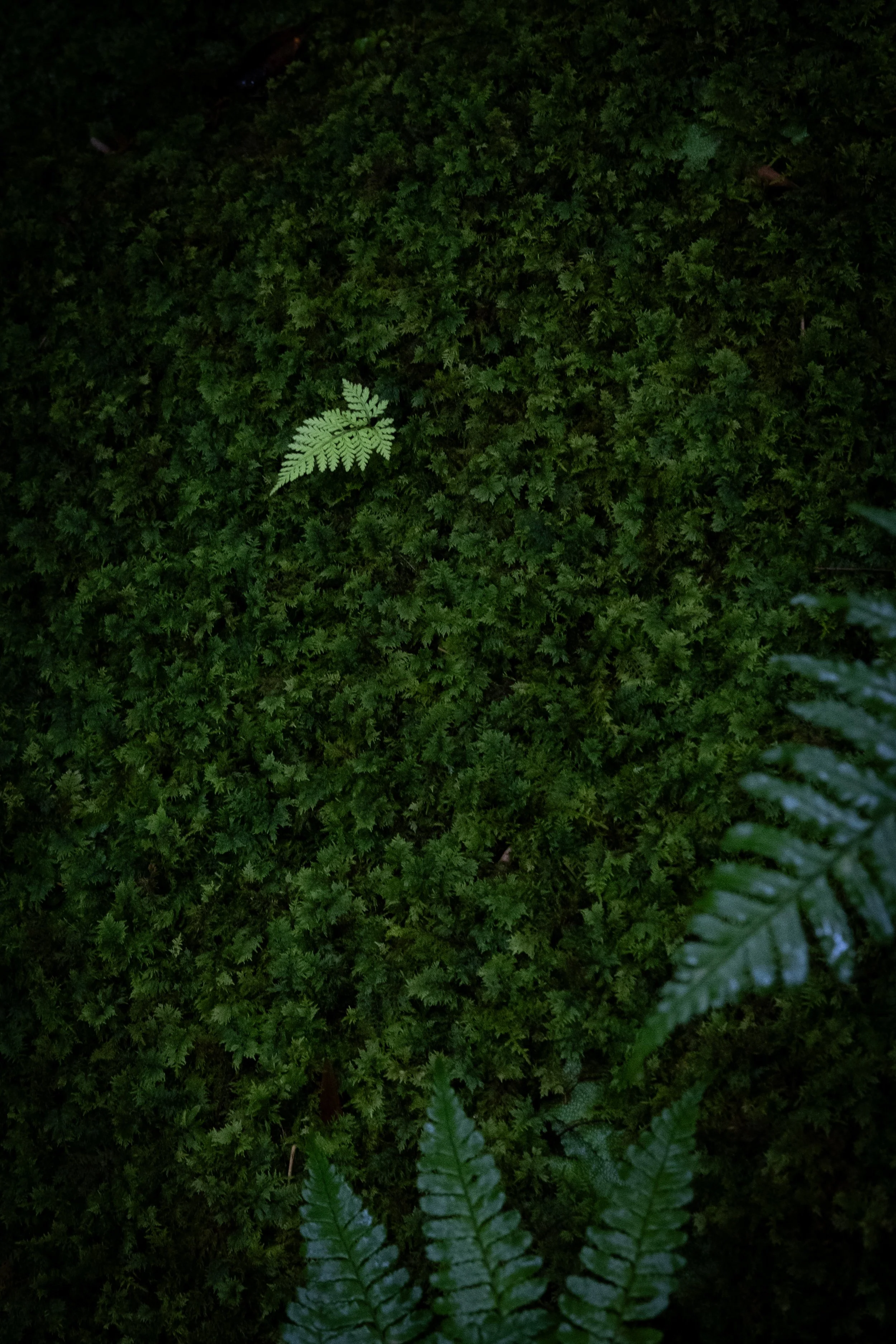 DSCF3849.jpg