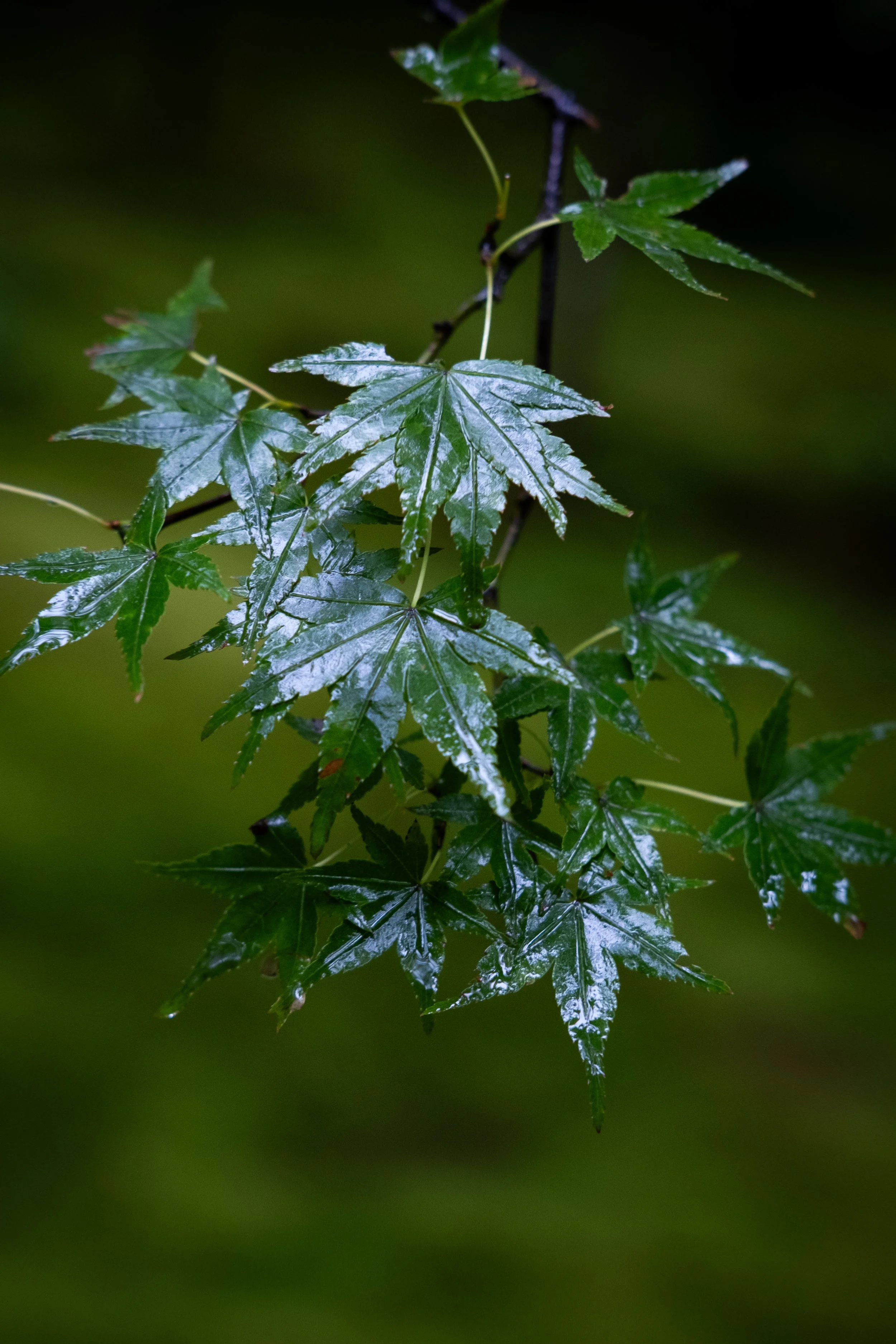 DSCF3822.jpg