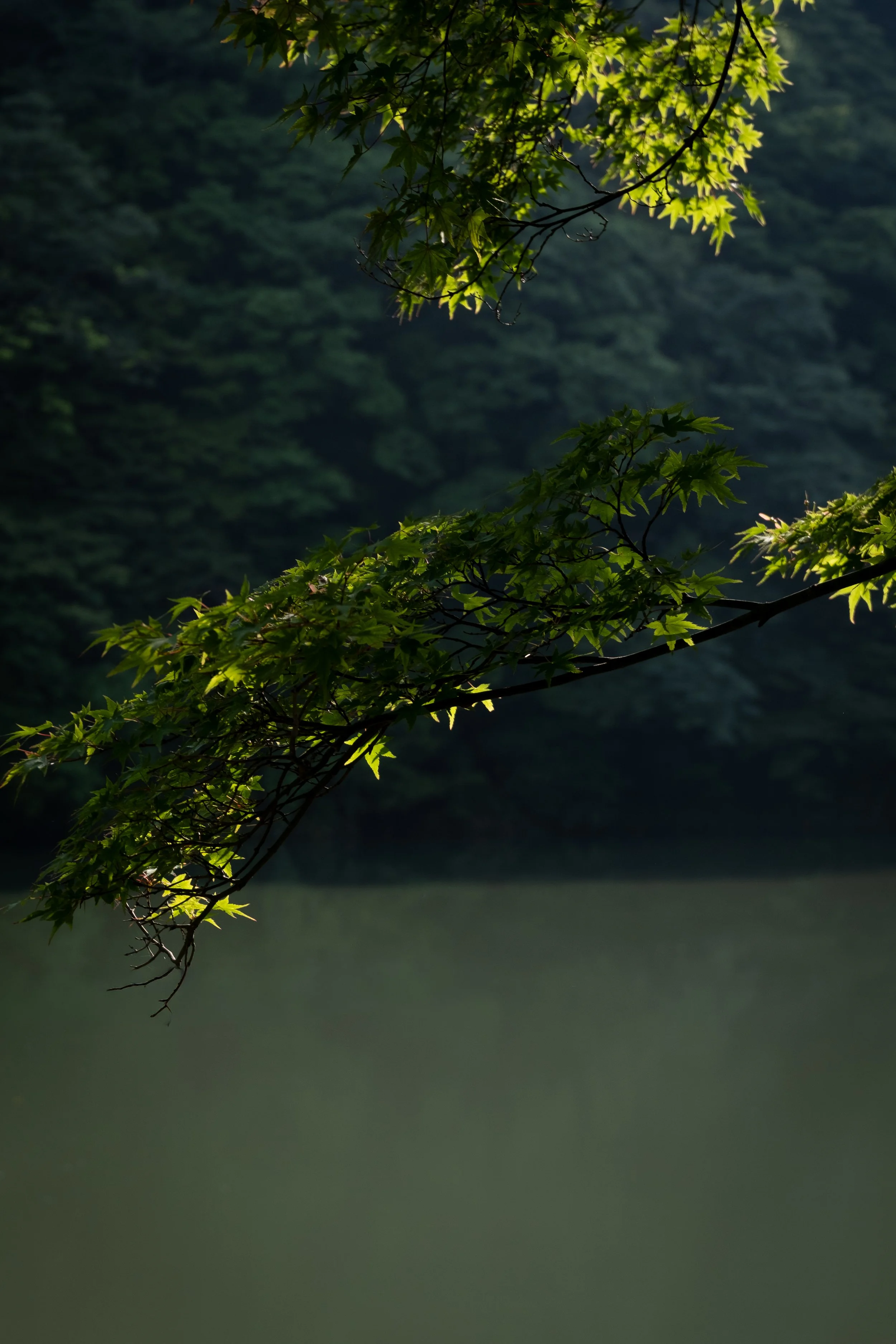 DSCF3238.jpg