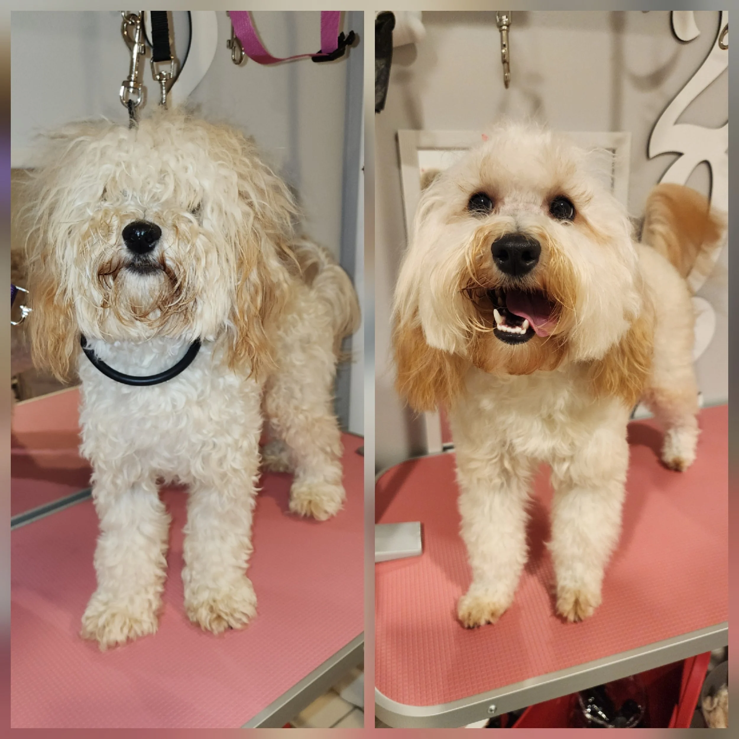 A dog with curly, cream-colored fur sits on a pink grooming table at a pet grooming salon. The dog is facing forward, with large, dark eyes and a black nose. The background features grooming tools and equipment.