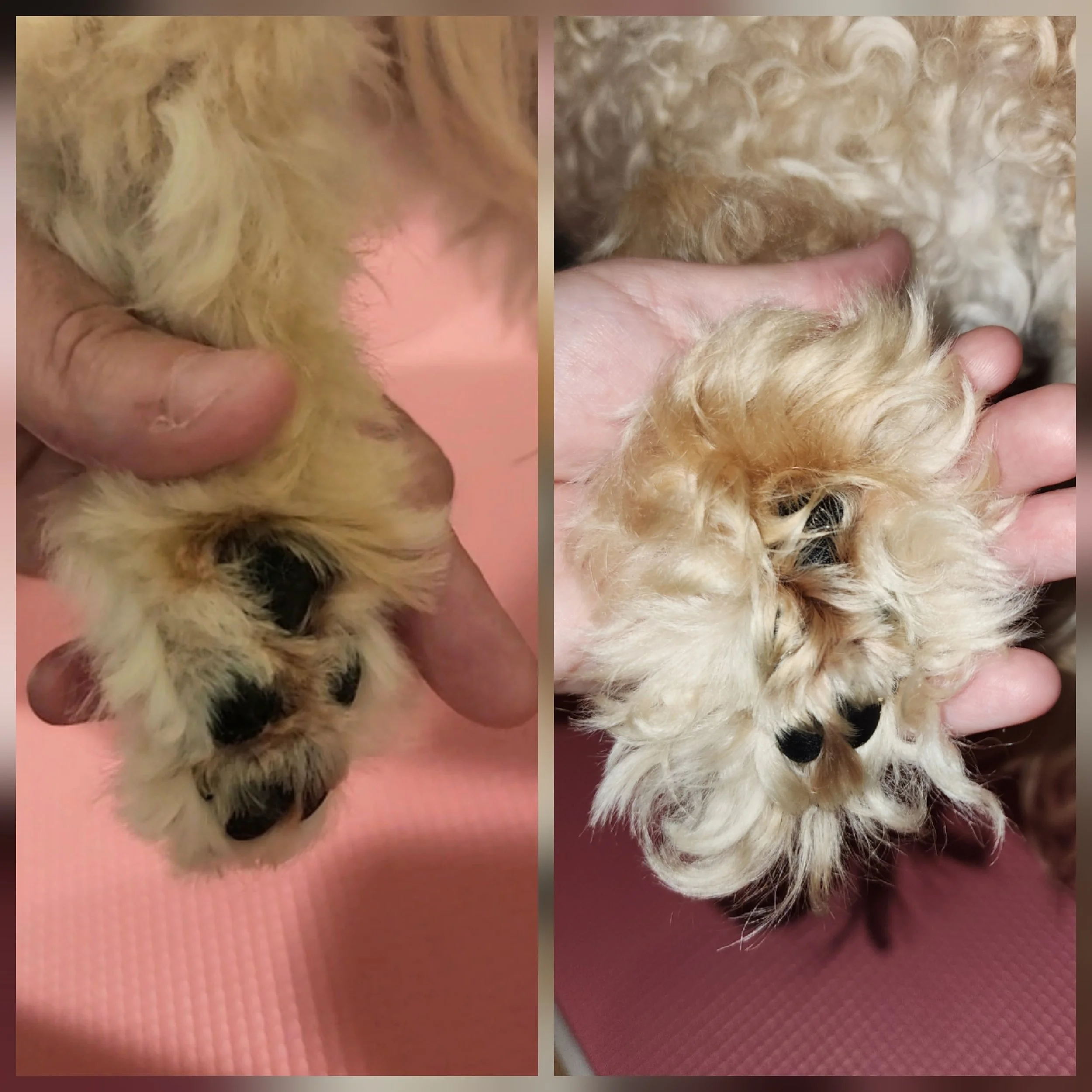 Close-up of a person's hand holding a small beige curly-haired puppy. The puppy's head is partially visible with black nose and eyes. The background features a pink surface.