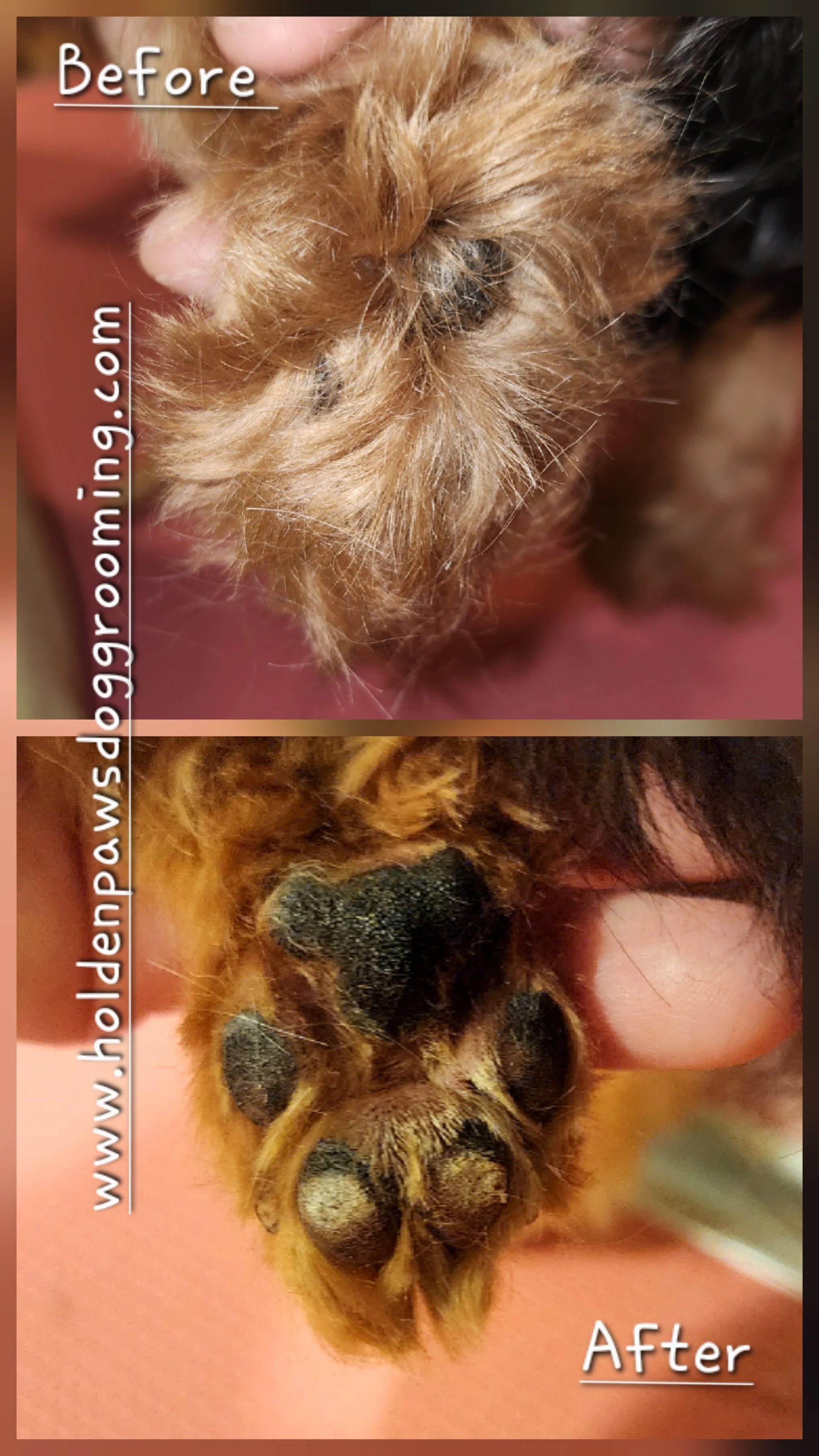 A close-up image showing a dog's paw with a before and after comparison, focusing on the paw pads and fur. The top part is labeled 'Before' and the bottom part 'After,' indicating a grooming or cleaning process.