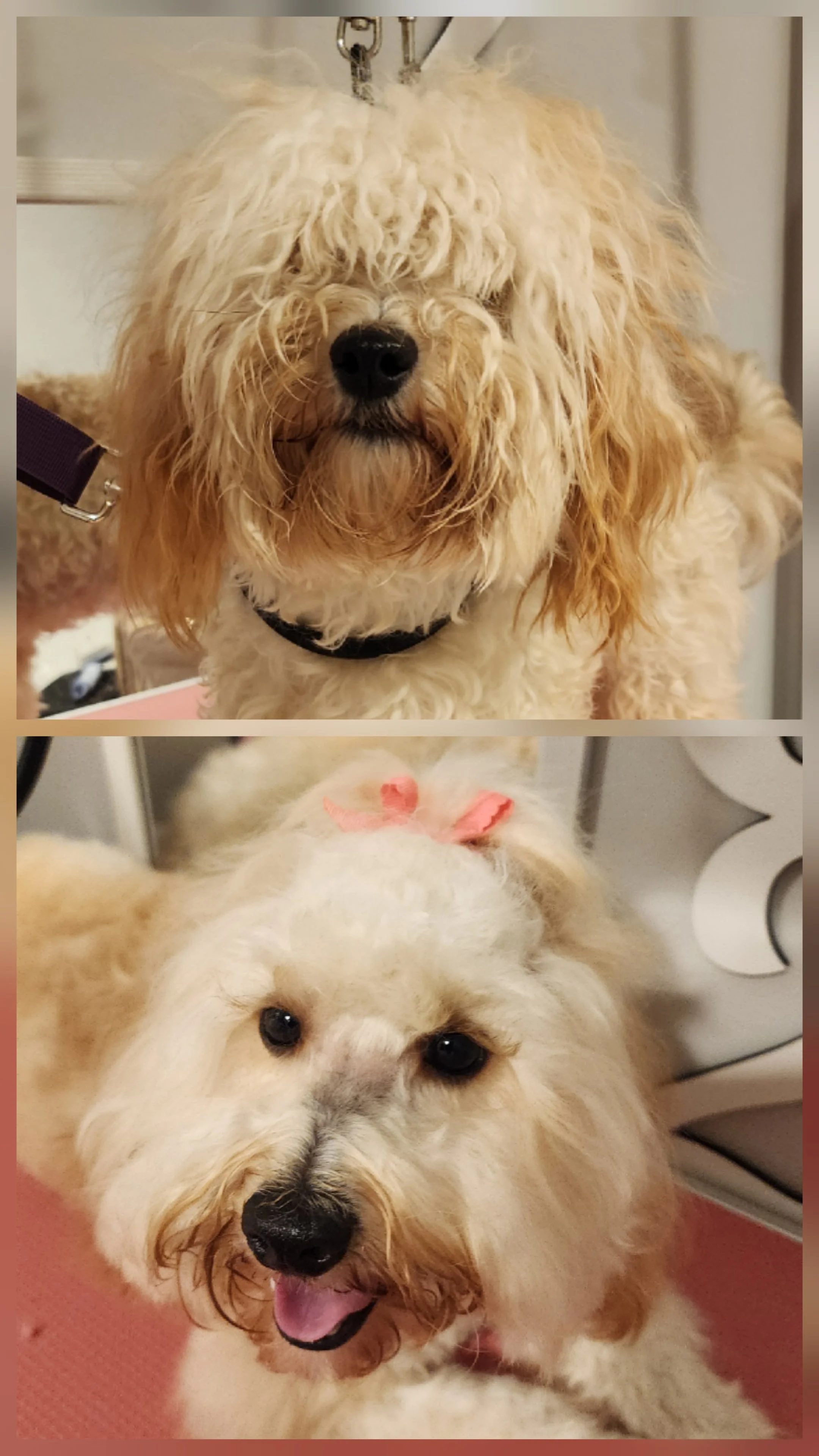 A happy Cocker Spaniel dog with curly, cream-colored fur and a pink bow on its head, lying on a pink surface.