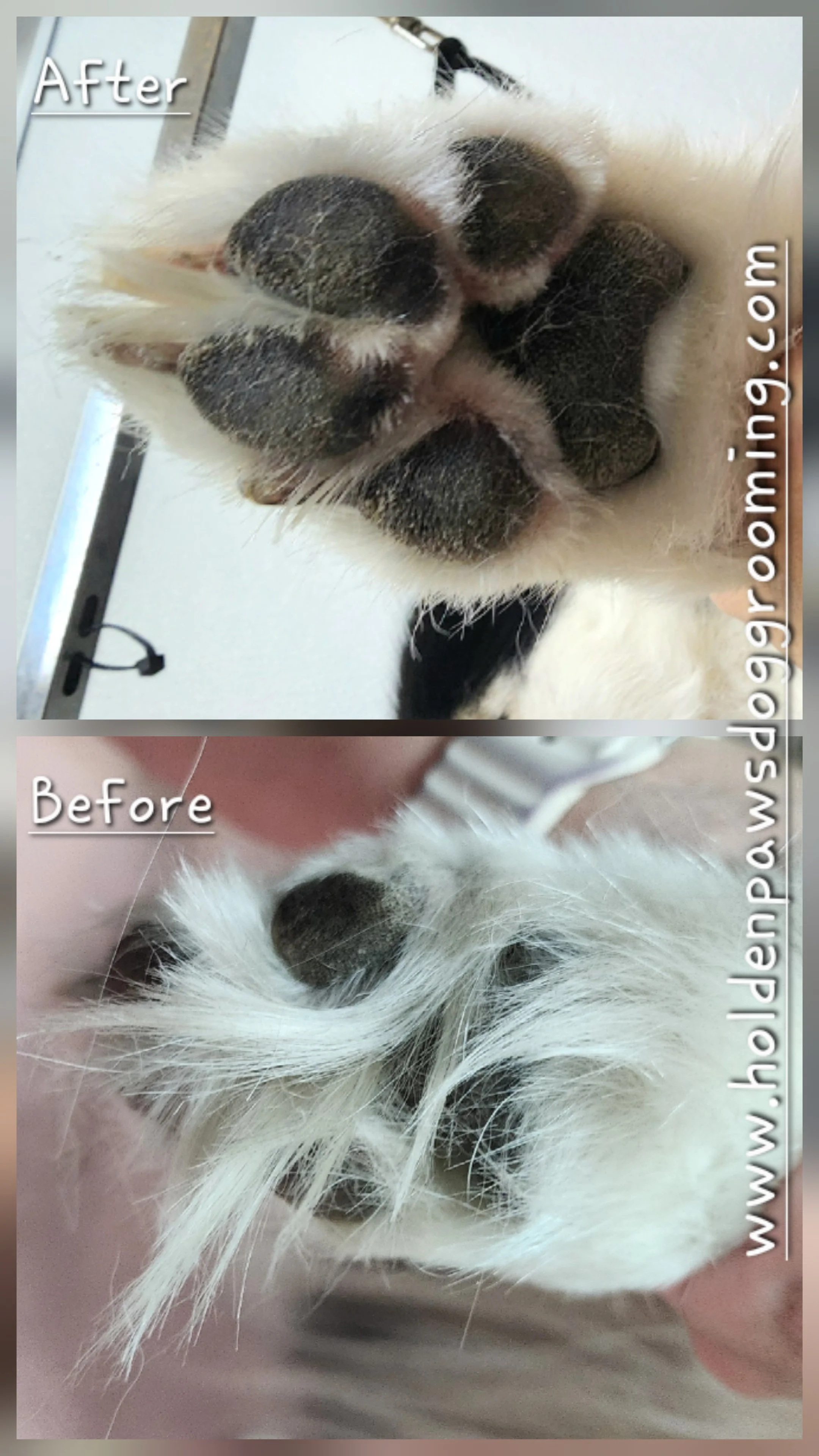 Comparison of a cat's paw before and after grooming, showing the paw in the top image with fur and in the bottom image with fur removed revealing pads.