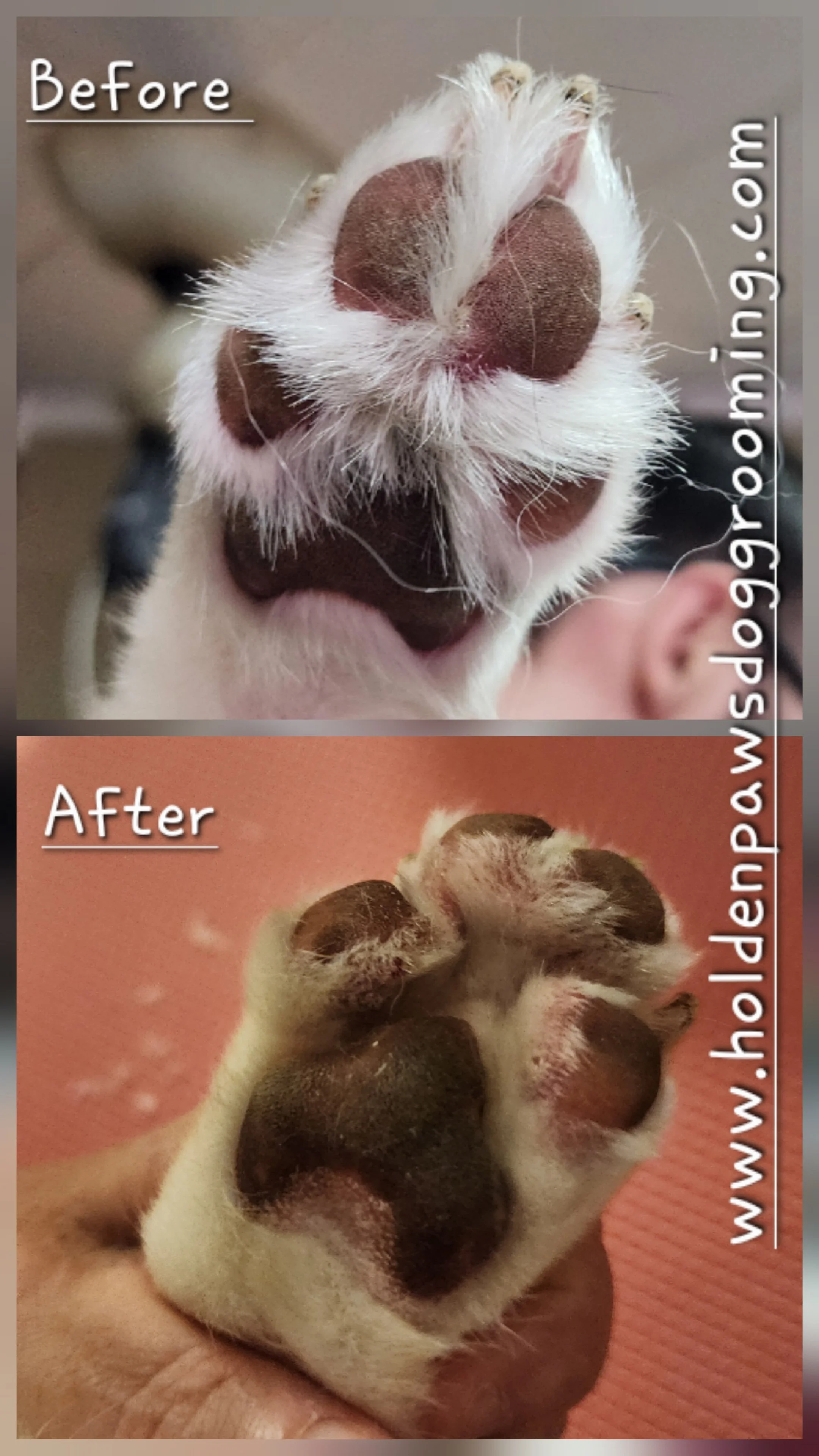 Comparison of a cat's paw before and after grooming, showing cleaner paw pads in the 'After' image.