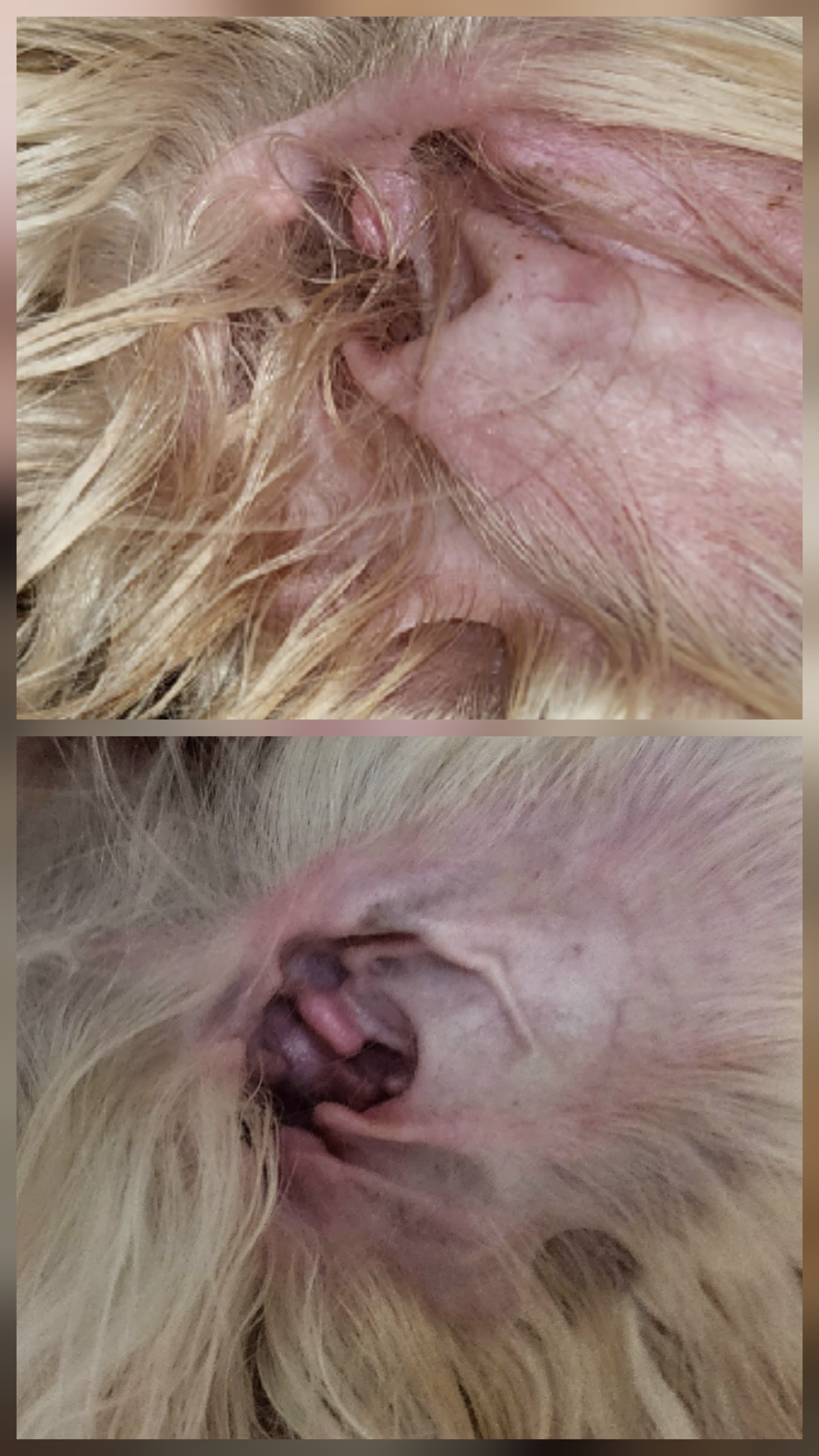 Close-up of a dog's ear and surrounding fur, showing skin and hair details.