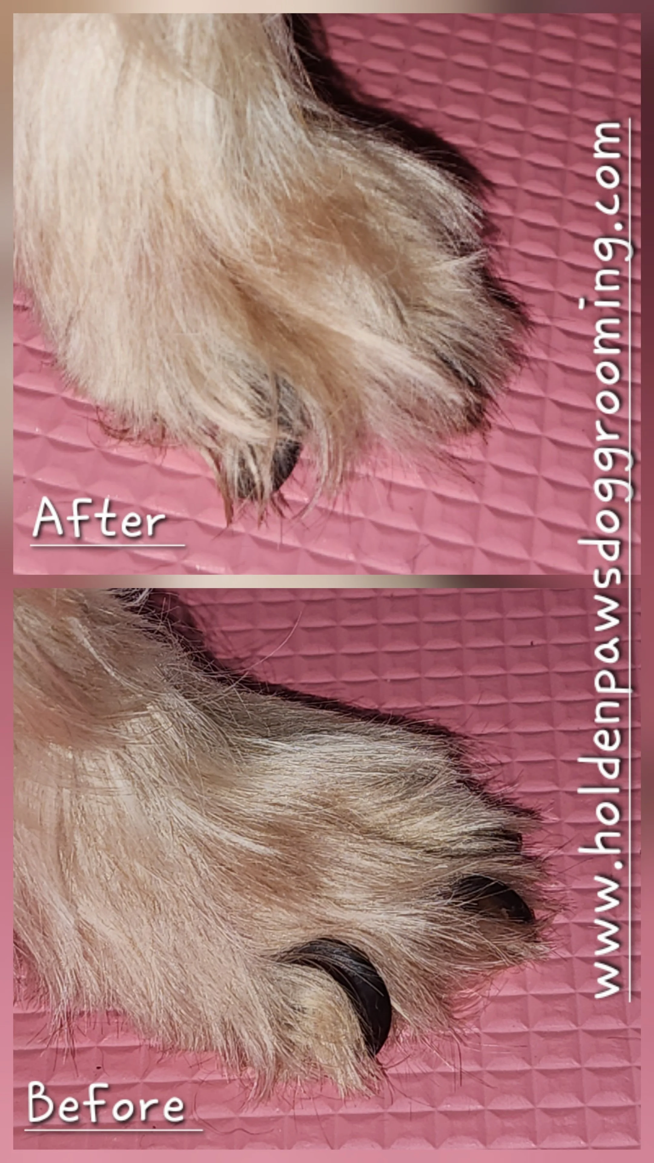 Close-up of a dog's paw before and after grooming, showing shorter and cleaner fur in the after image.