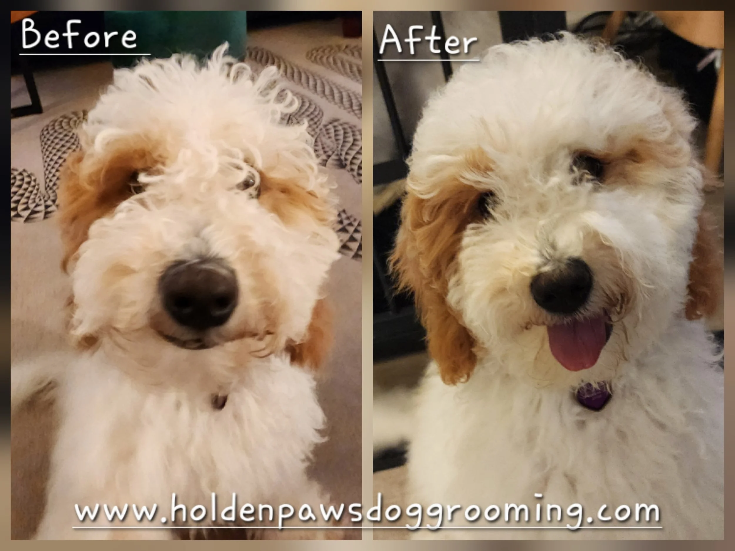 Side-by-side comparison of a dog before and after grooming, showing a fluffy white dog with curly fur, labeled 'Before' and 'After.' The grooming results in a neater appearance, with the dog's face more visible and its tongue exposed in the after photo.