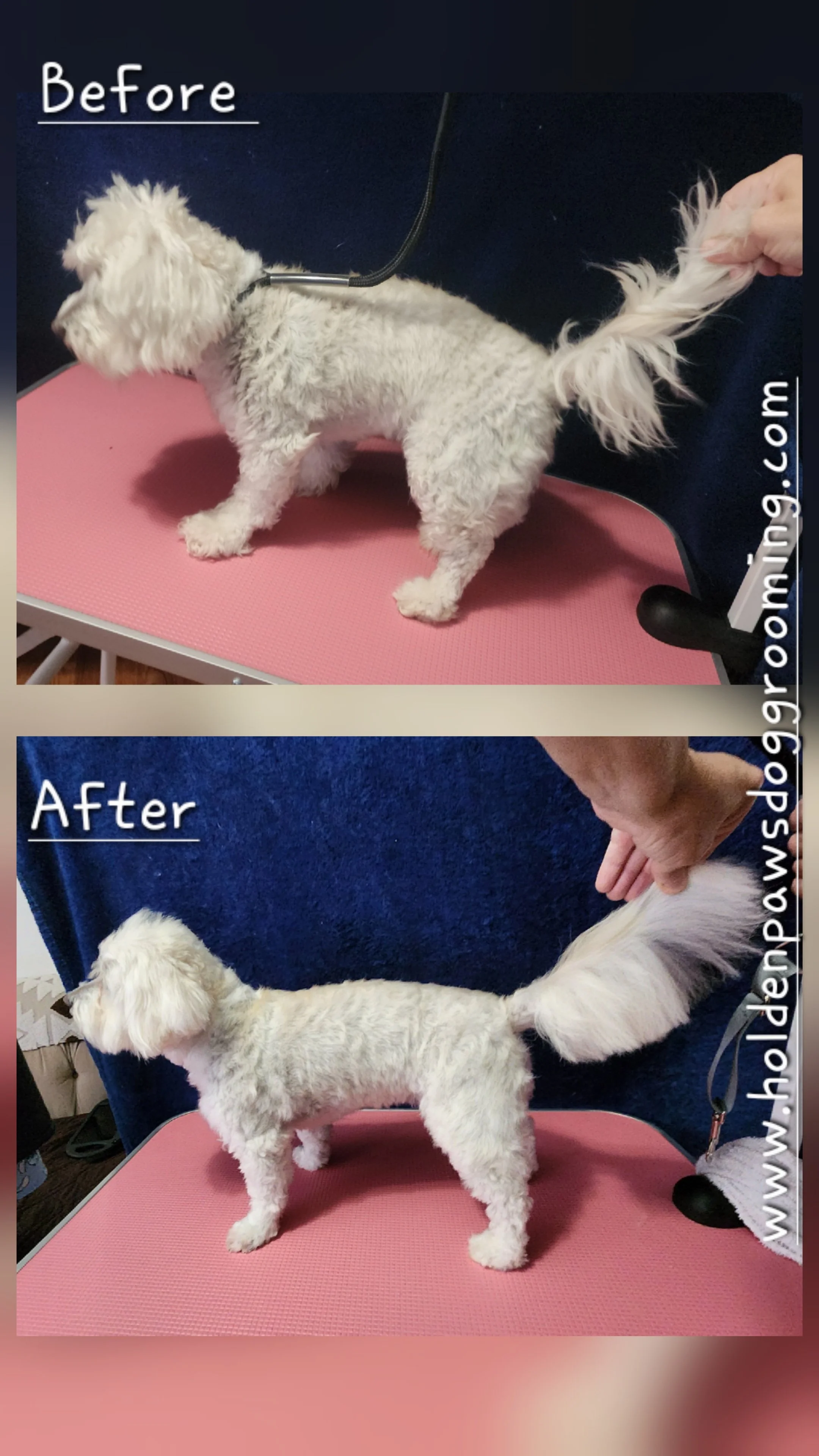 Before and after images of a small white dog with curly fur on a pink grooming table. In the 'Before' picture, the dog’s fur is fluffy and untrimmed, while in the 'After' picture, its fur is neatly groomed and trimmed close to the body.