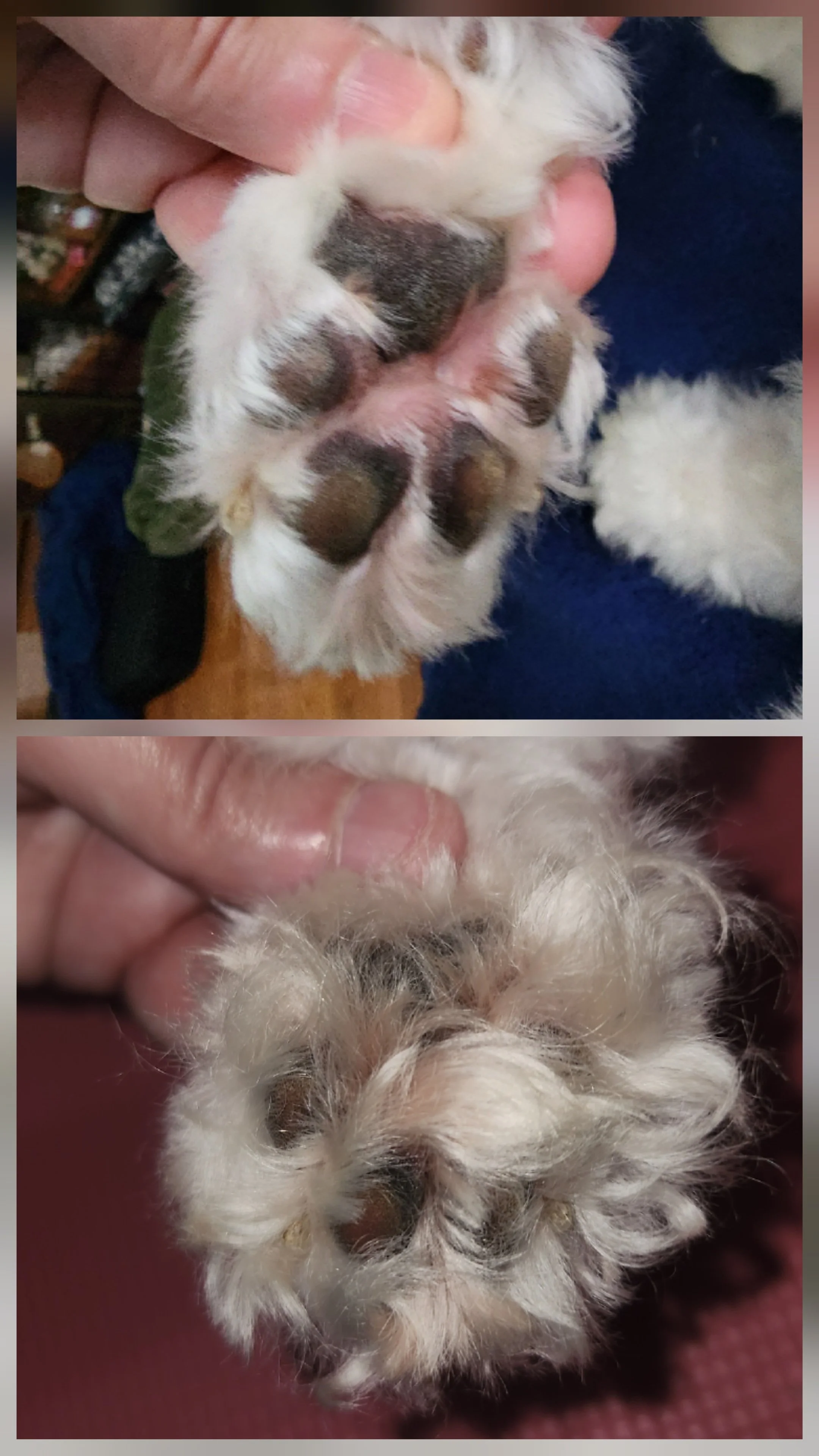 Close-up of a small puppy's paw and fur, with a person's fingers holding it and gently pressing on the paw pads.