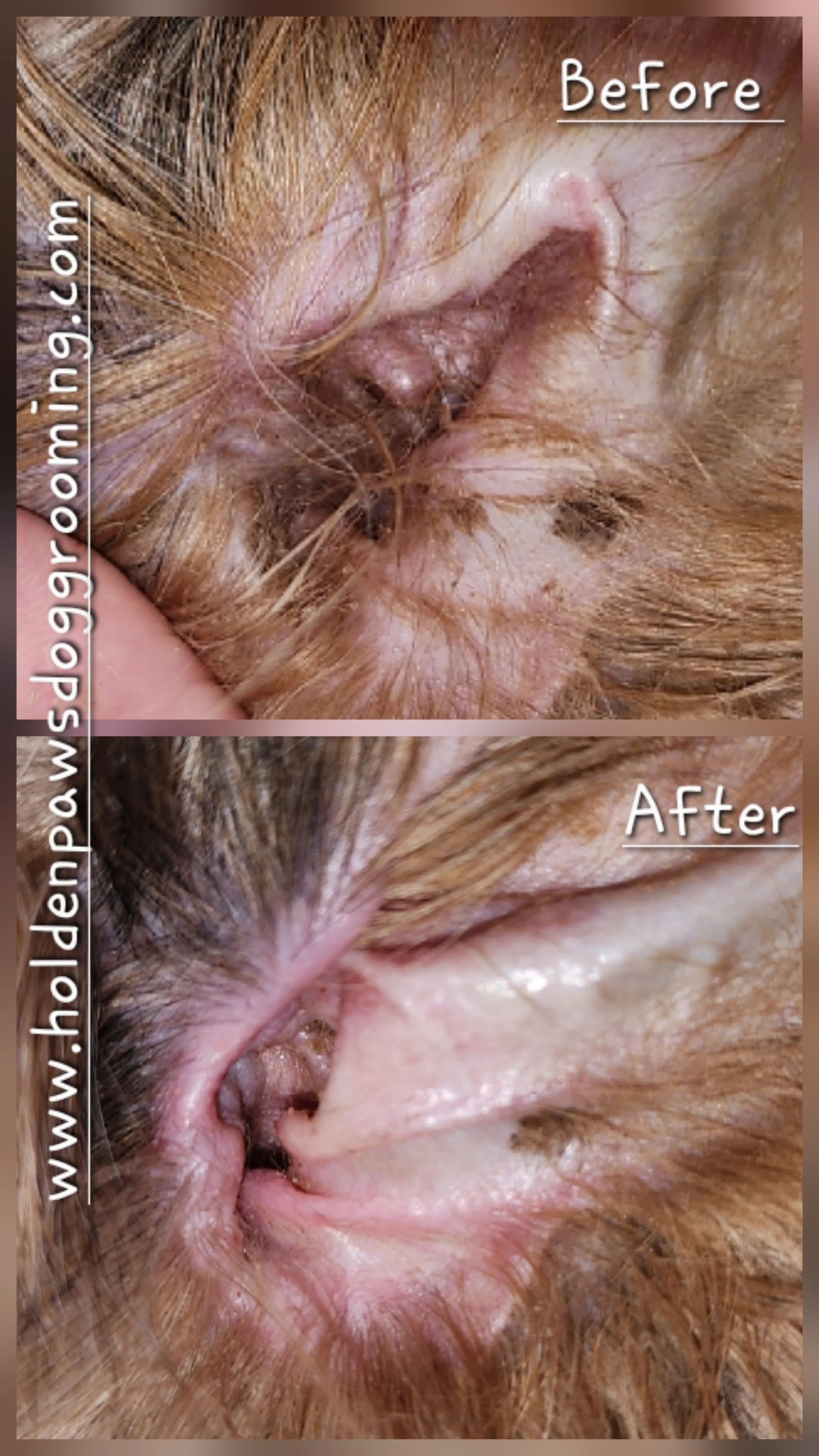 Before and after images showing the ear of a dog, with the before image indicating an inflamed or infected ear and the after image showing a healthier ear after treatment.