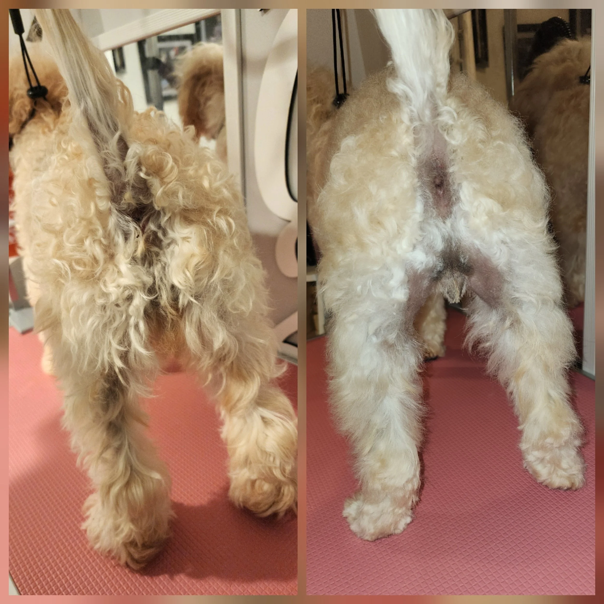 A fluffy, curly-haired dog standing on a pink textured surface. The photo is taken from behind, showing the dog’s back and tail. The background includes part of a white piece of furniture and some framed pictures on the wall.