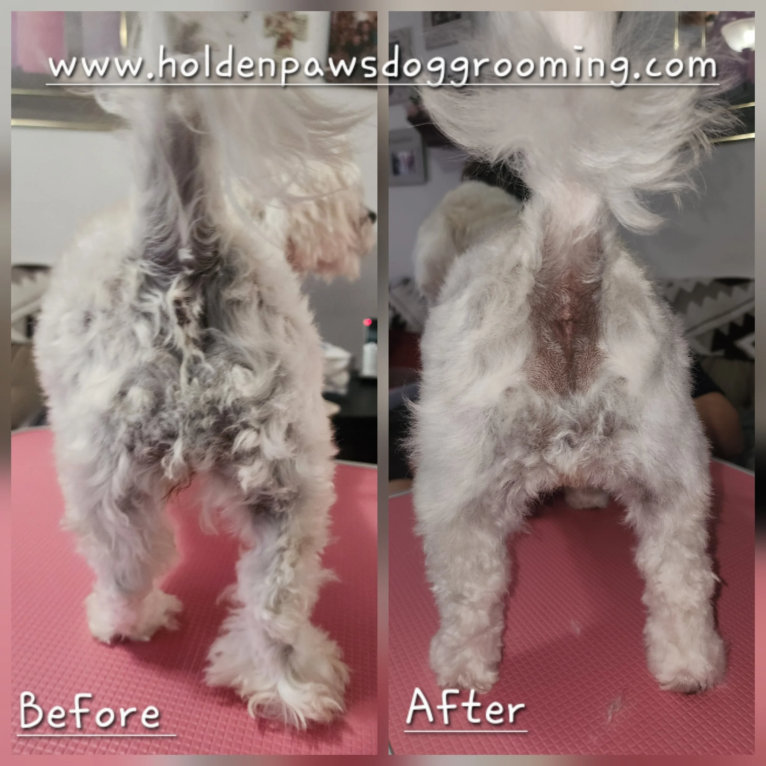 Comparison photo of a small, fluffy white dog before and after grooming, standing on a pink textured surface. The left side shows the 'Before' grooming image, and the right side shows the 'After' grooming image.