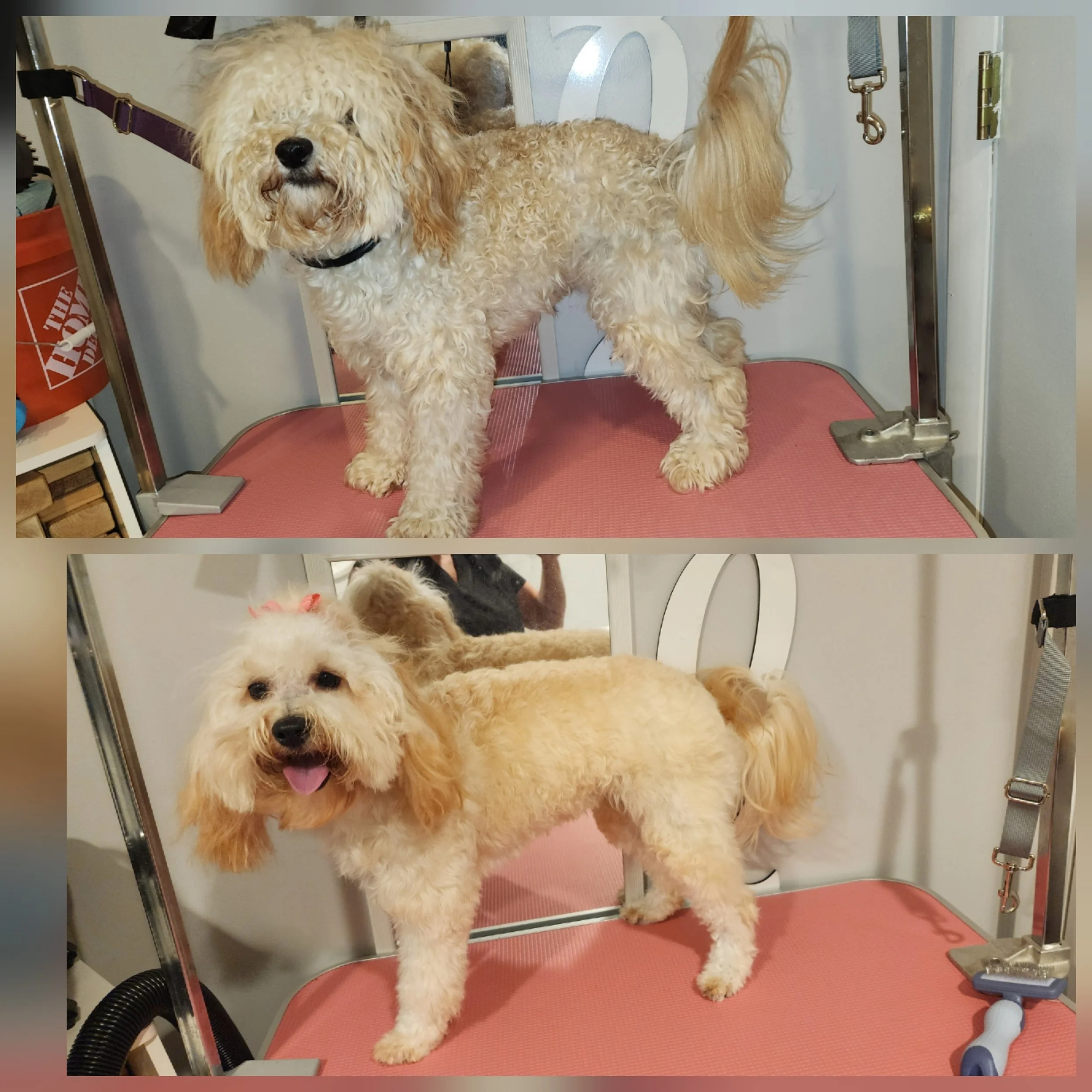 A fluffy, light-colored dog with curly fur standing on a pink grooming table in a grooming salon. The dog looks happy with its tongue slightly out. The background includes grooming equipment and a white wall.