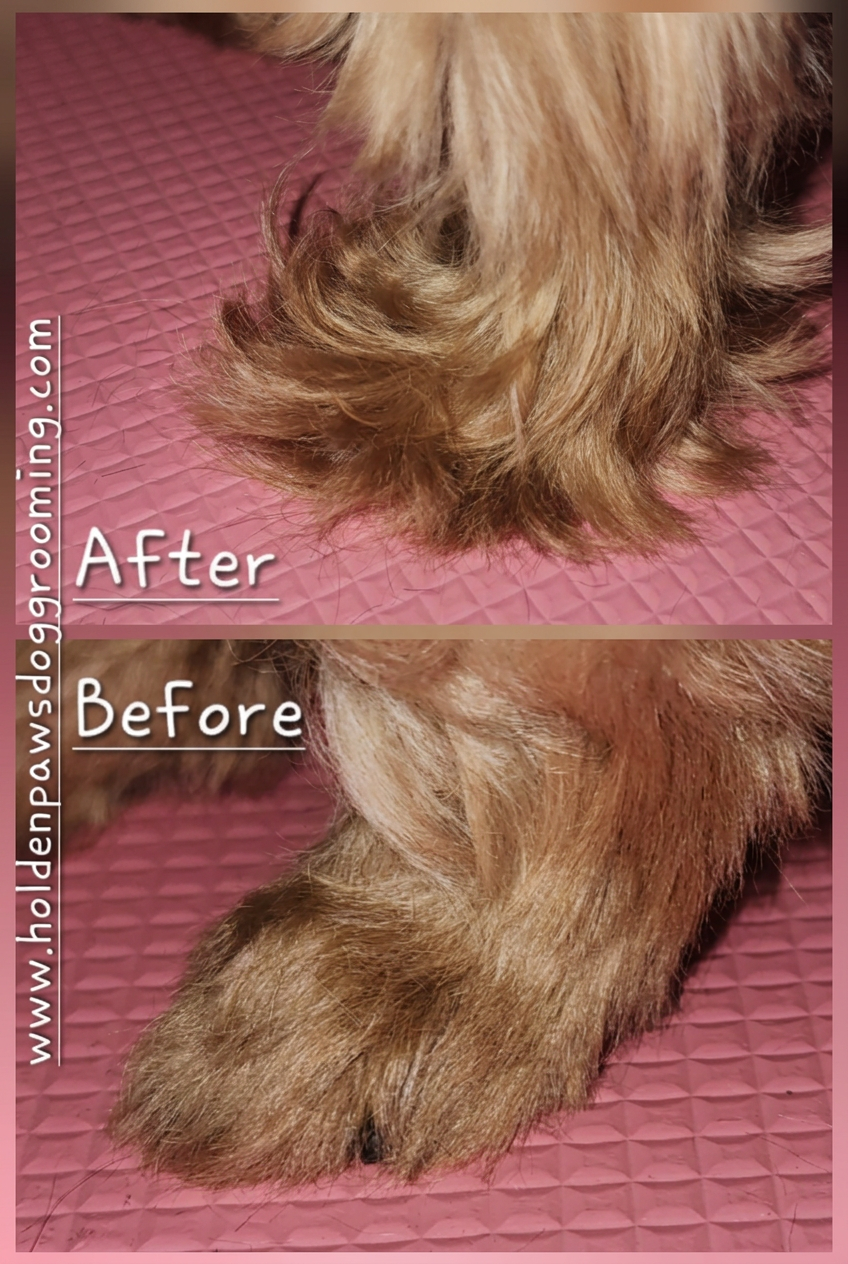 Close-up of a dog's paw showing a reduction in hair and grooming, with the 'Before' image at the bottom and the 'After' image at the top, on a pink textured surface.