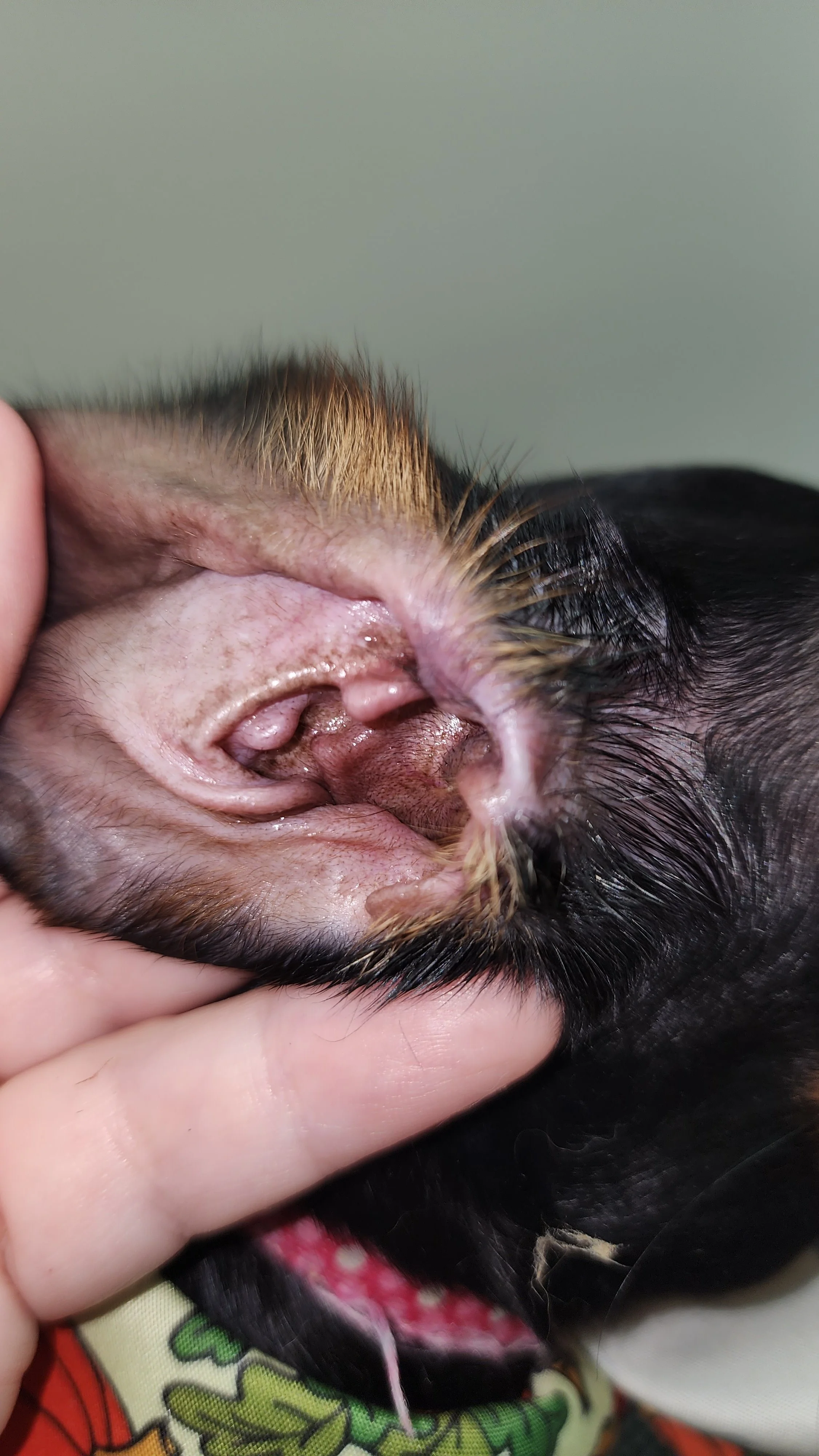 A close-up of a dog’s face showing its nose, mouth, and part of its eye, with a hand gently holding its skin. The dog has black fur with some brown and tan markings, and the background is a plain, blurred wall.