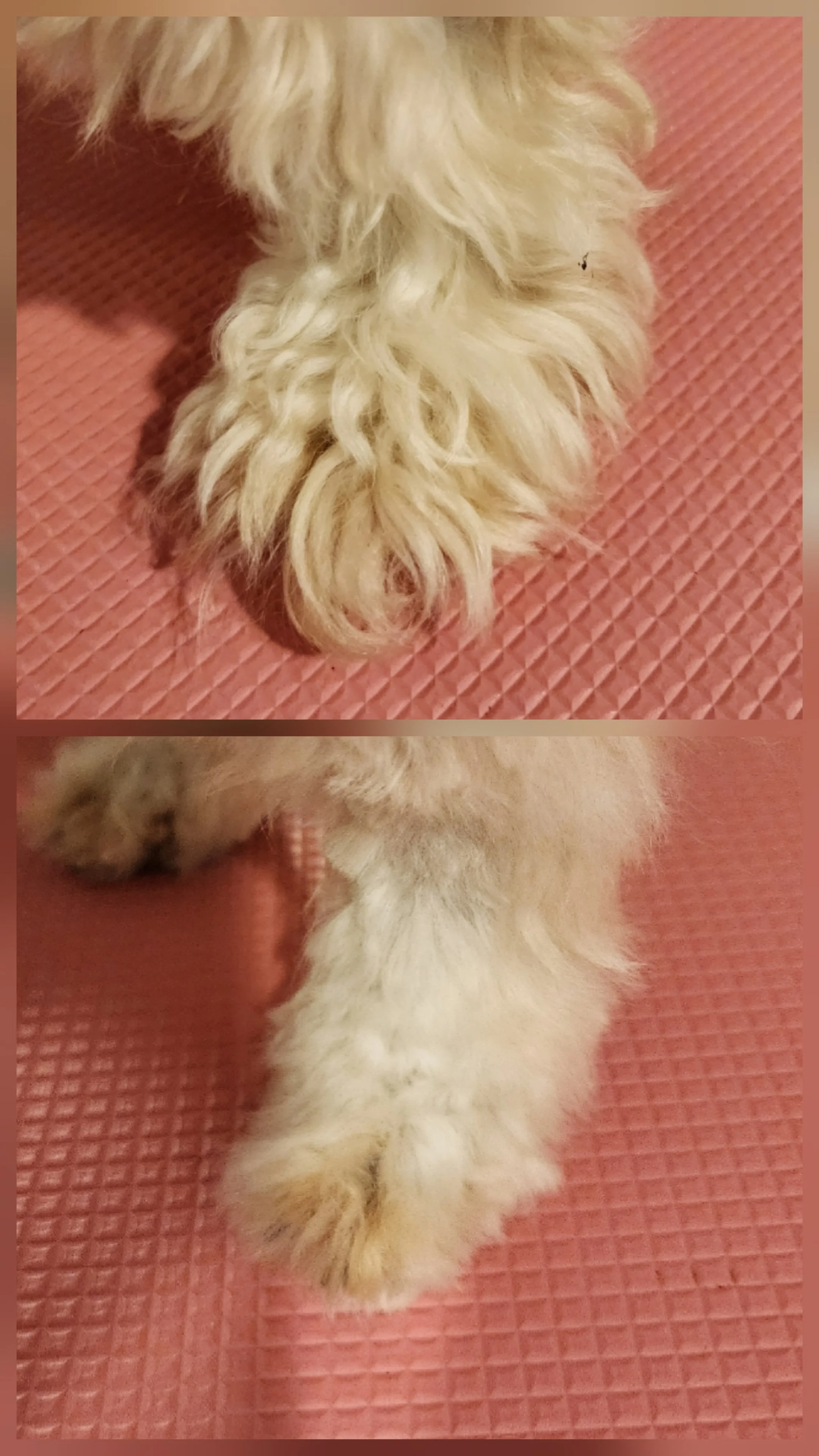 Close-up of a puppy's front paw and part of its body, with curly light-colored fur, on a pink textured surface.
