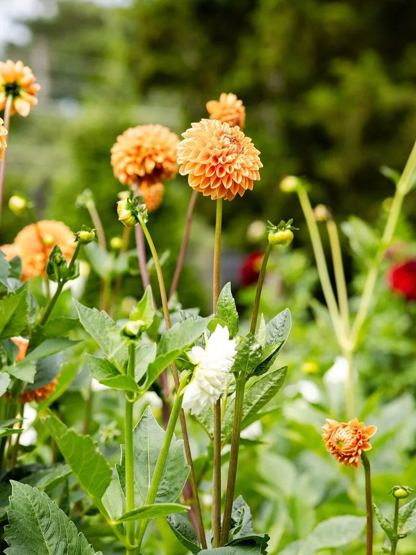 is there anything better than fresh cut, locally grown flowers?!

branding photos for @sweetsouthflowers 🌷