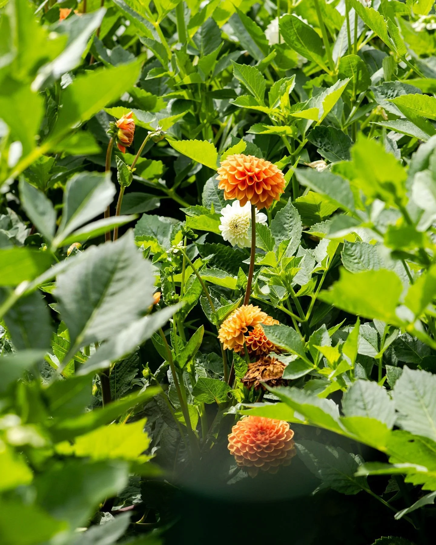 this weather has me wanting to frolic through flower fields with @sweetsouthflowers 🌷