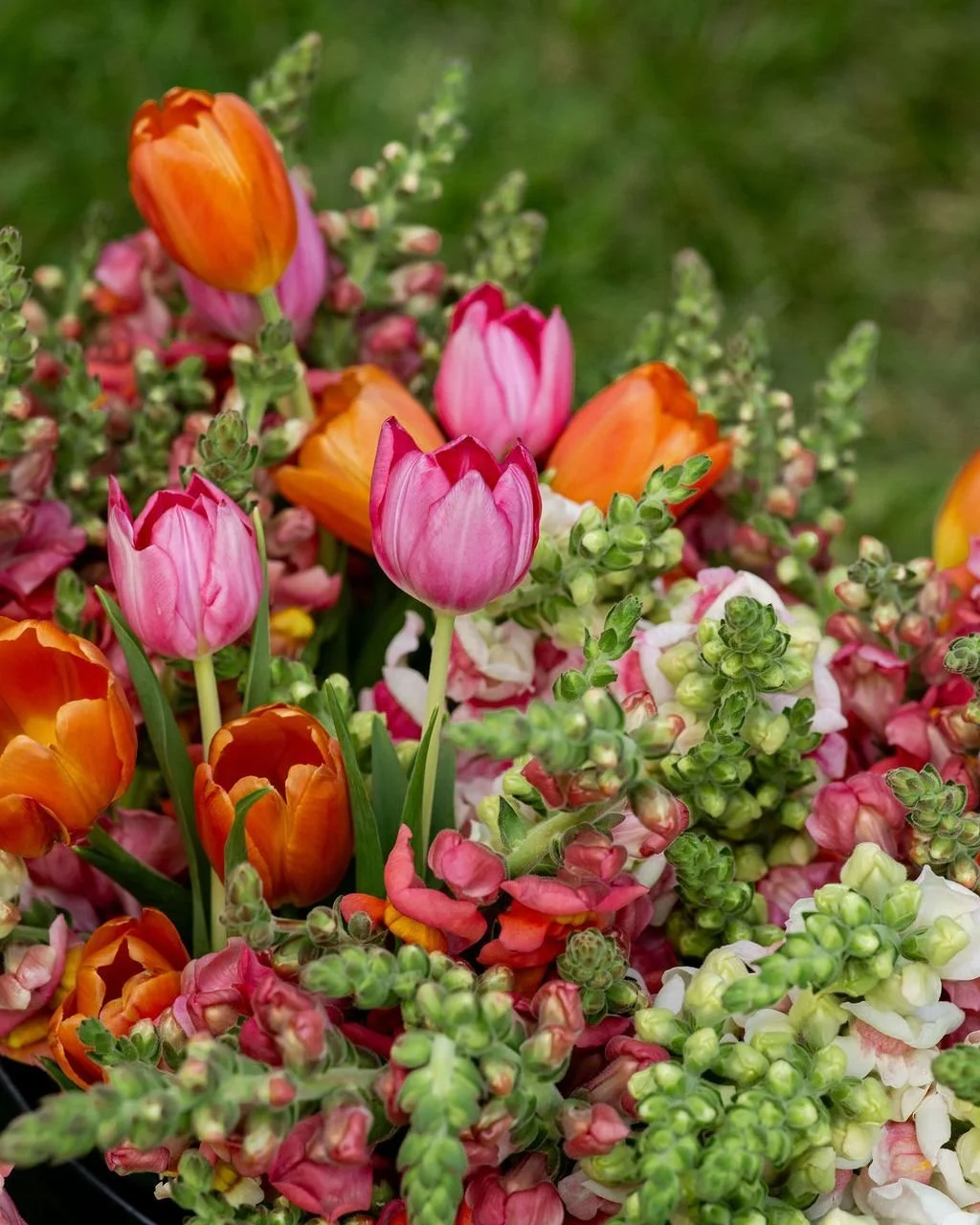 if these tulips didn't stop your scroll, idk what will 💐