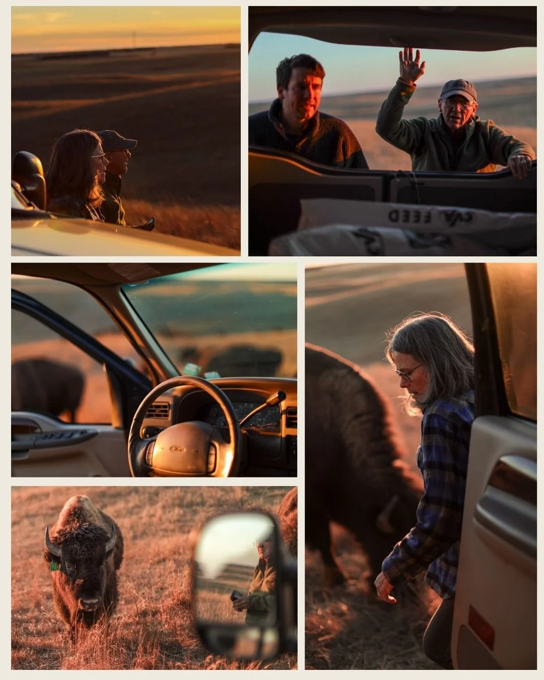 A collage of five photos showing people, animals, and a vehicle in a rural, sunset setting. Includes a group of three people standing outside a vehicle, two people inside a vehicle looking out, a woman next to a parked vehicle, a bison grazing in the