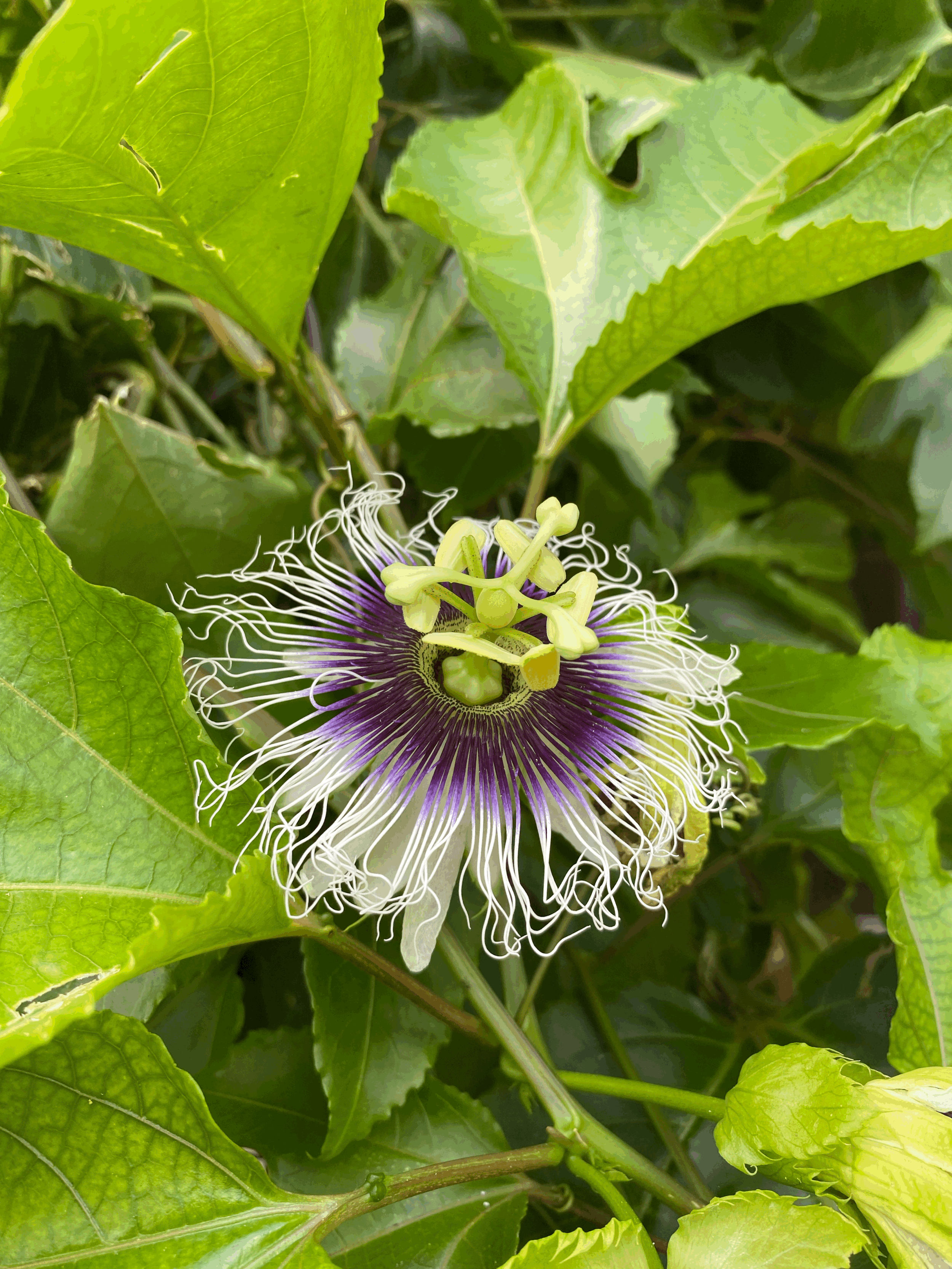 Remedio para el estreñimiento de lágrimas