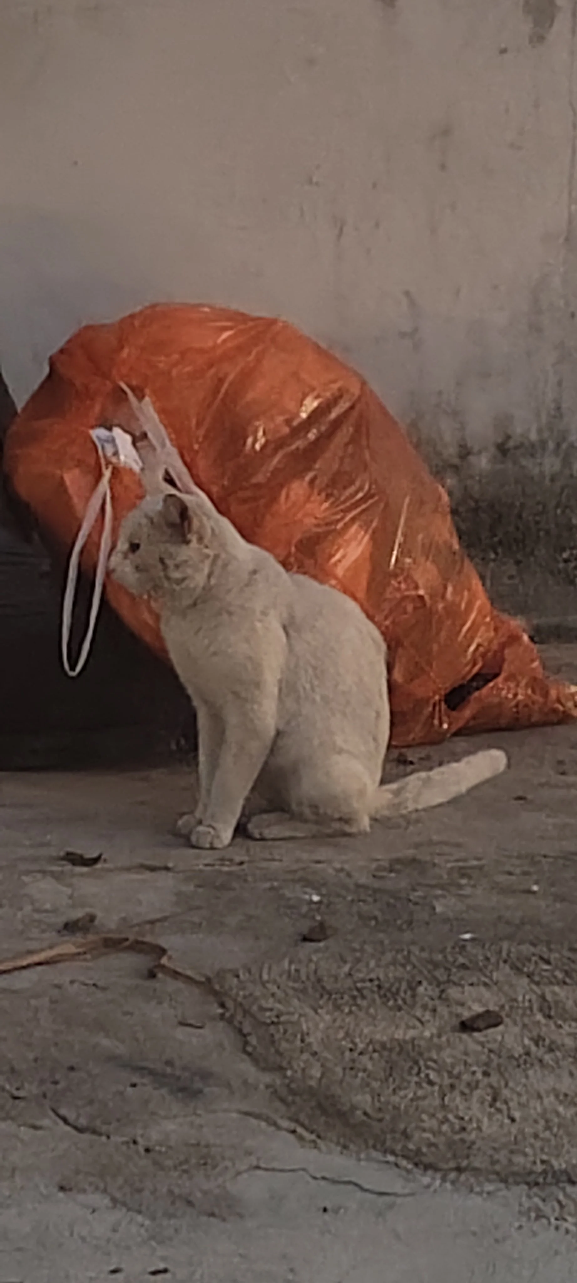 Narcibebés y narciseñores (y 6): no alimentes al mounstruo