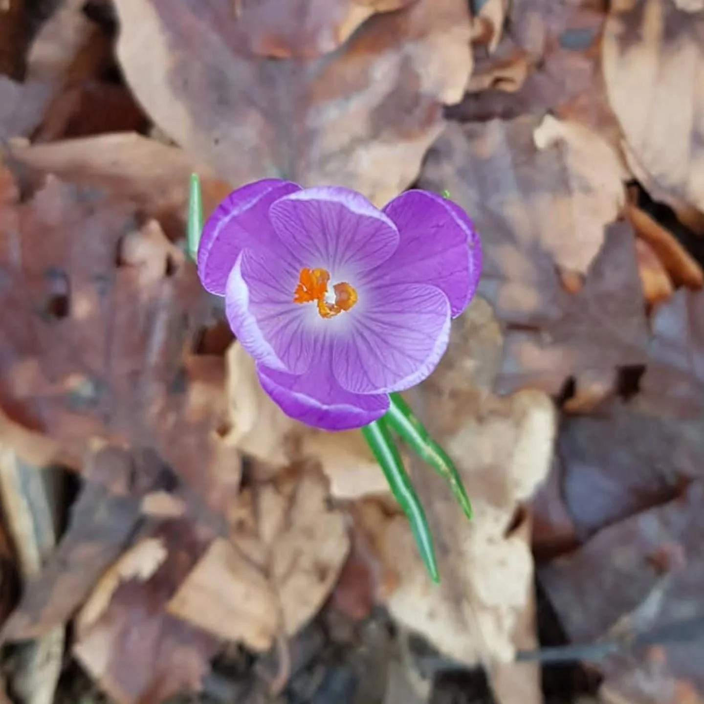 The&nbsp;Lunar New Year, the Fire Horse is meant to&nbsp;symbolise freedom and energy, as well as intensity and potential chaos. 

We're all signing up for this aren't we? 

#chinesenewyear #firehorse2026 #freshstarts #spring #lunarnewyear