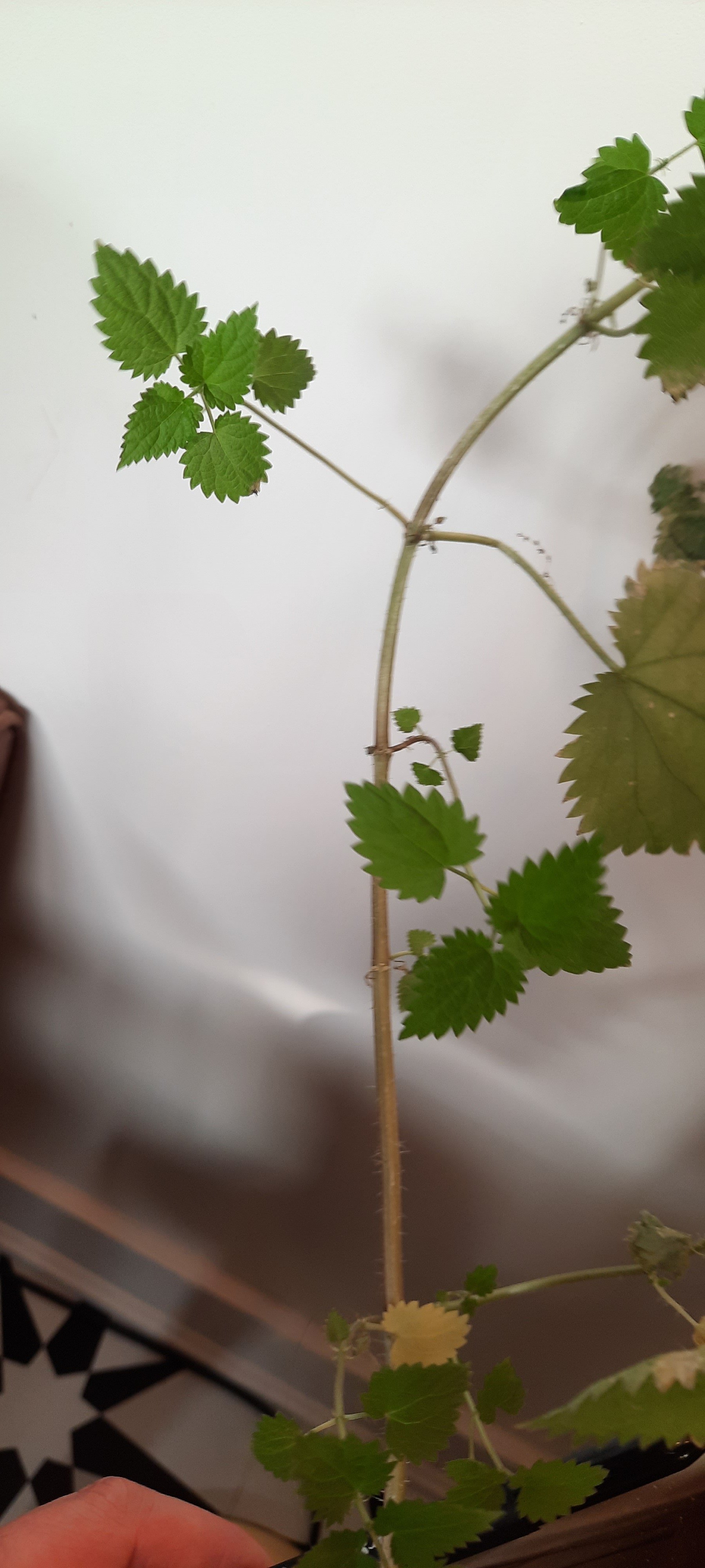 nettle.jpg