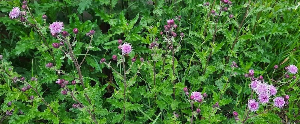 thistle blog.jpg