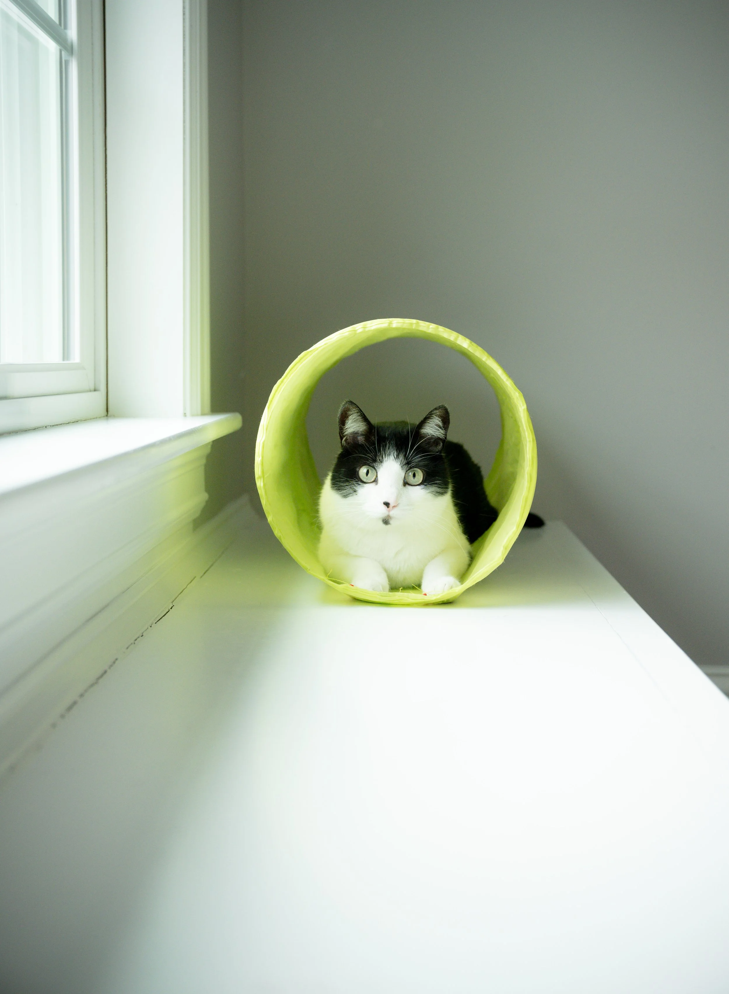 The_Modern_Pet_Photographer_Salem_MA.jpg