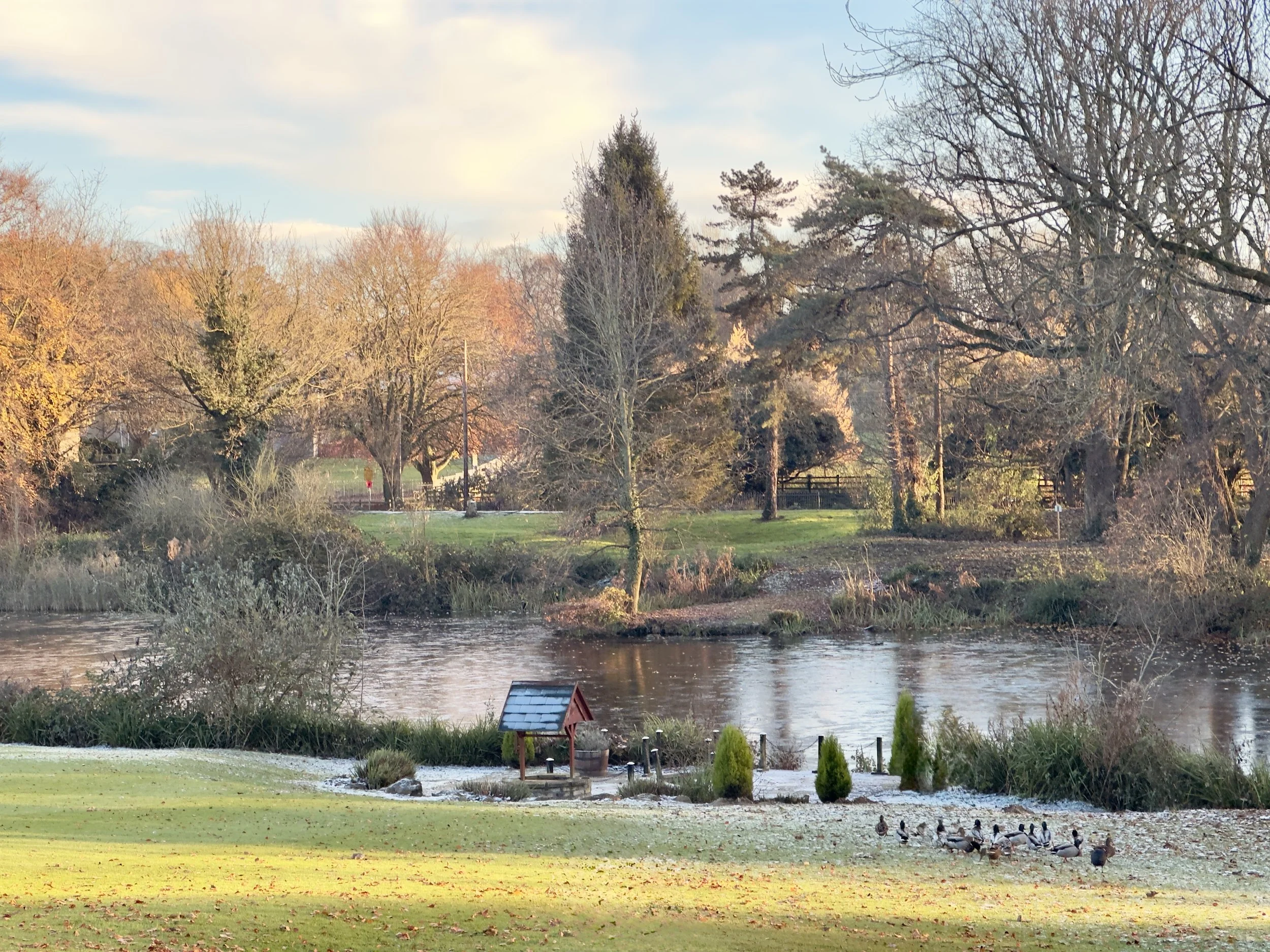 A peaceful park scene in autumn with trees, a pond, and a group of ducks on the grass.