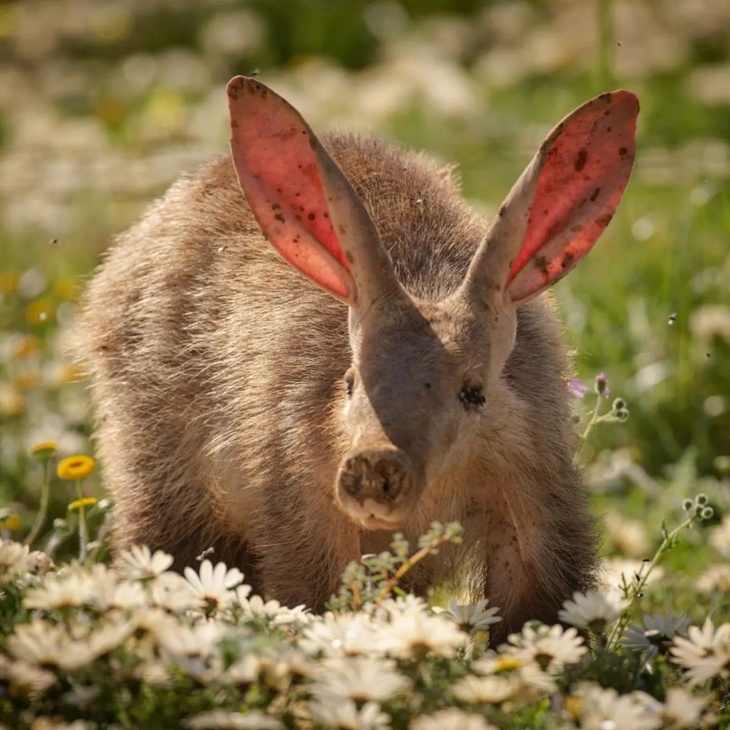 Aardvark in the daisies (somehow deleted my first post)

It's not often you get to find the first word of the English dictionary. And when you do its mostly at night and a fleeting glimpse.

This Aardvark decided to break all the 'rules' and came out