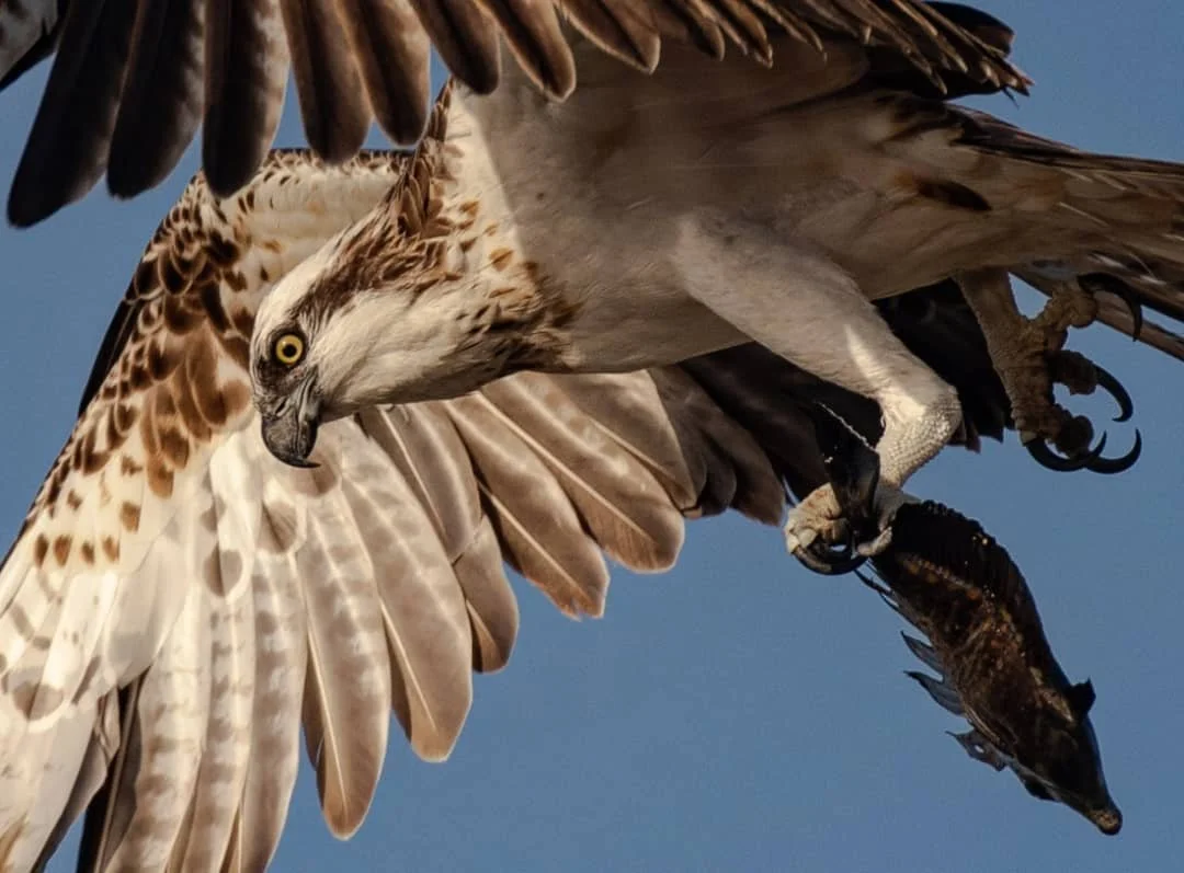 An Osprey shot down and grabbed this fish out of the water during a sunset walk yesterday. I didn't see the actual catch as a tidal wall hampered my view but I still managed to catchup and get a few shots of this obliging bird!
#Osprey #Duba #RedSea 