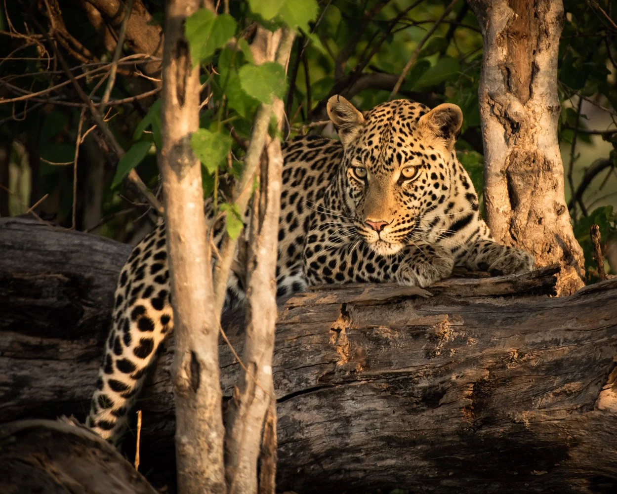 Botswana &amp; Victoria Falls - Nov 2025