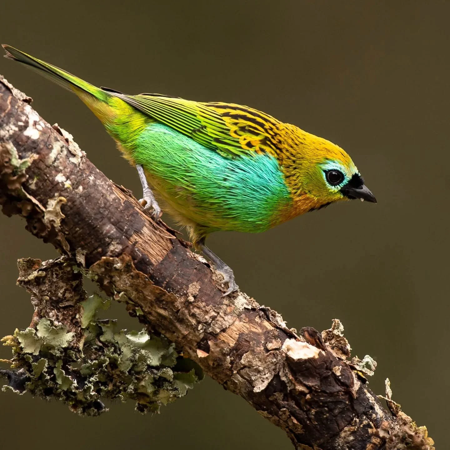 A braasy-breasted poses for a quick moment in Brazil's Atlantic rain forest

This family of birds is becoming one of my favourites anywhere with about 30 species being found in Sao Paulo state alone, most of which are very colourful and a pleasure to