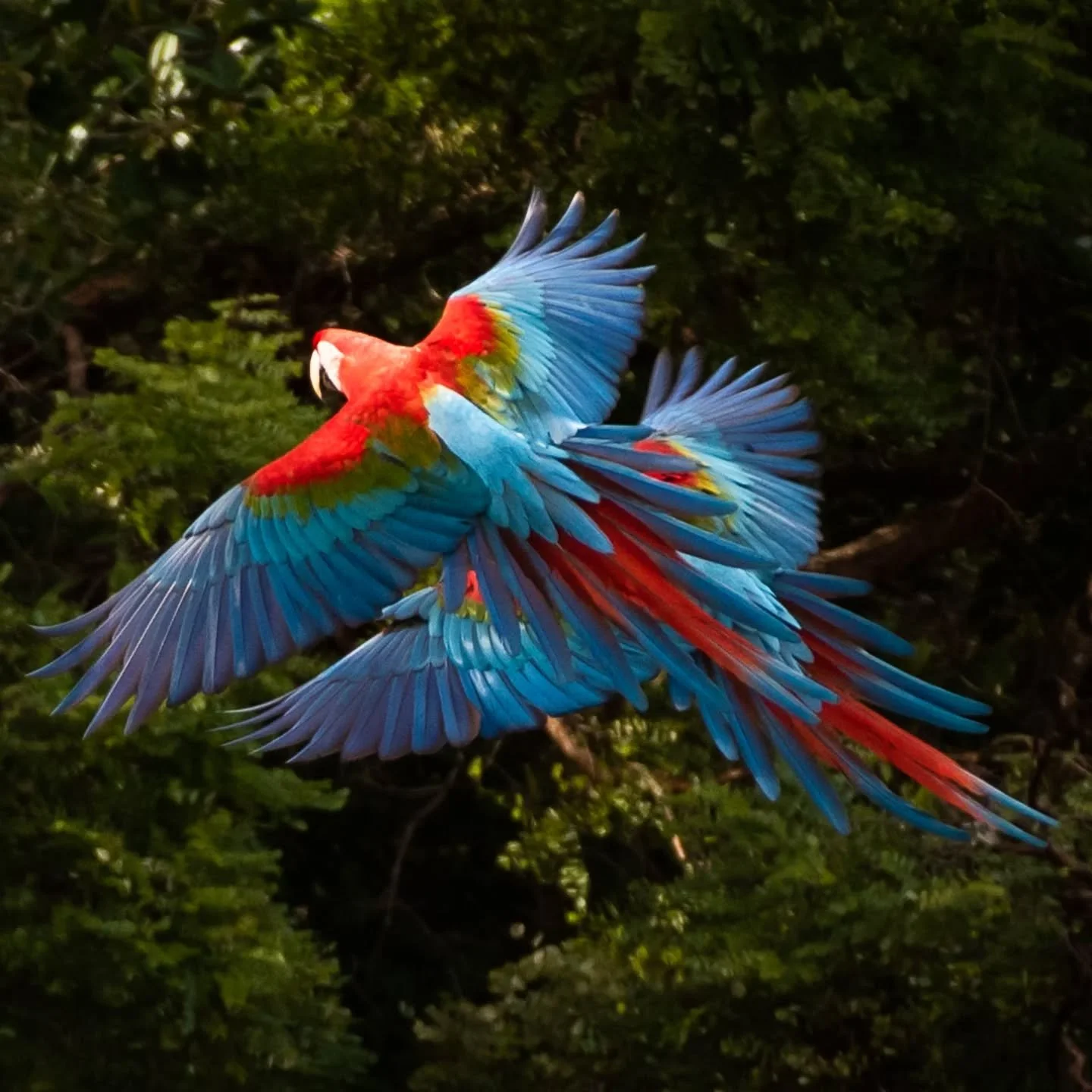 Red and Green Macaw Magic

Up in the source rivers of the Pantanal there are some incredible places worth exploring and adding on to a "typical" Pantanal expedition. One such location has a giant sinkhole where dozens of Red and Green Macaw