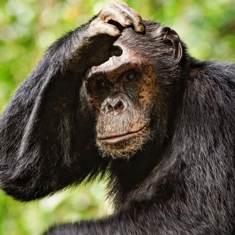 The alpha male of the cyamadongo troop shields his eyes from bright light to take a closer look at a few fellow primates.

This troop of Chimps lives in a fragmented part of Nyungwe forest in south western Rwanda. 

With the great work that African P