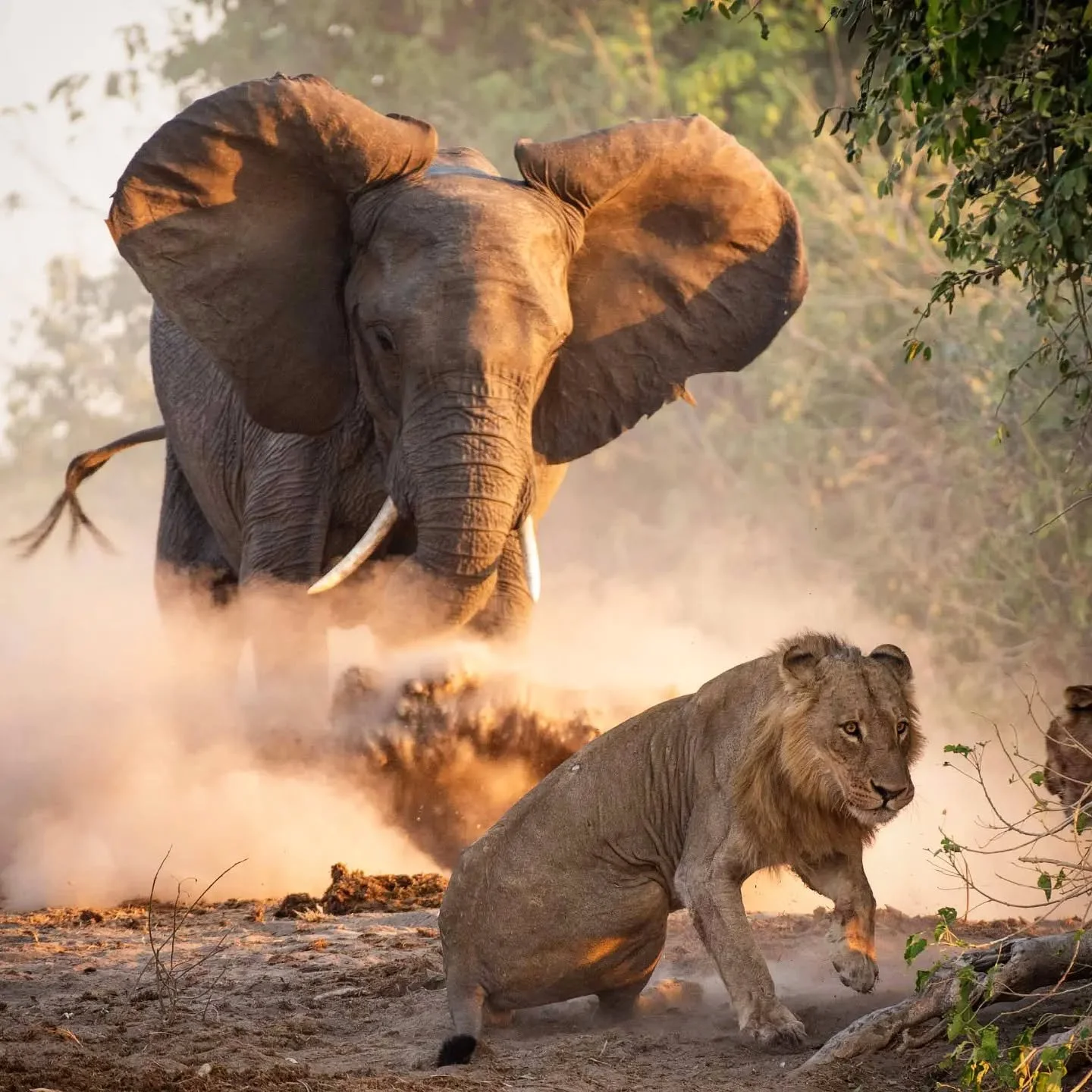 A female elephant charges a lion that dared not move away fast enough as she tried to protect the youngsters in the herd.

This took place yesterday at Kalwezi, the most famous photographic location along Botswana's Chobe River. 

Three lions caught 