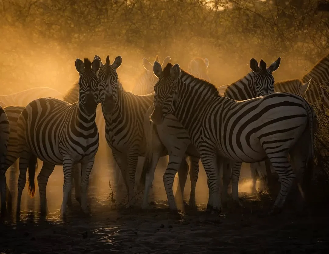 Zebra Magic along the Boteti

This is one of the most spectacular migrations where you get to see thousands of zebra making their way down to quench their thirst along the ephemeral Boteti river, the extension of the Okavango, where during good rainf