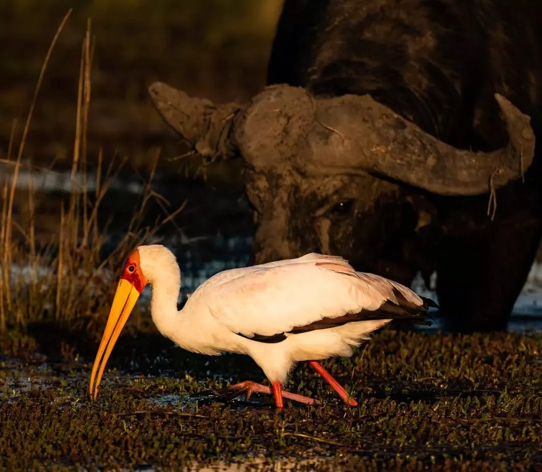 A yellow billed stork nonchalantly walks past an old buffalo bull.

With a little more than a glance up at his feathery friend he carried on feeding, tolerating each others presence on the flood plains of the Chobe river.

#stork #buffalo #desertandd