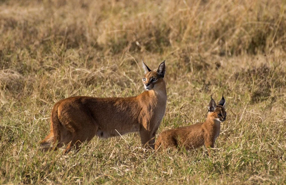 Caracal Safari - Cat Expeditions - Jan 2026