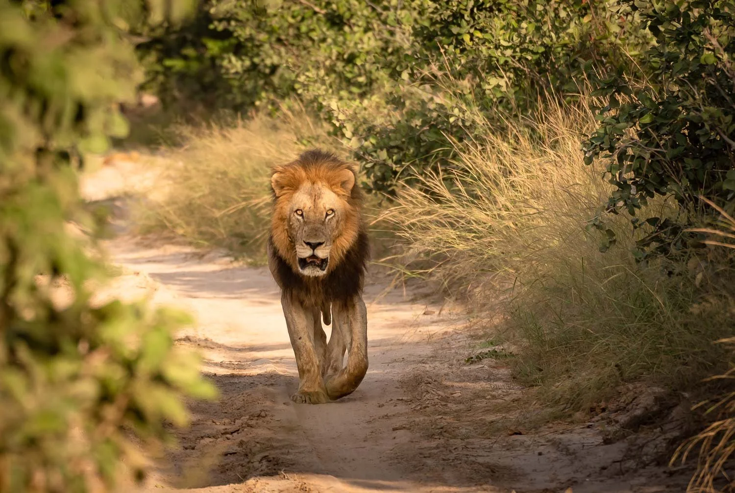 Botswana &amp; Victoria Falls  - Apr-May 2026