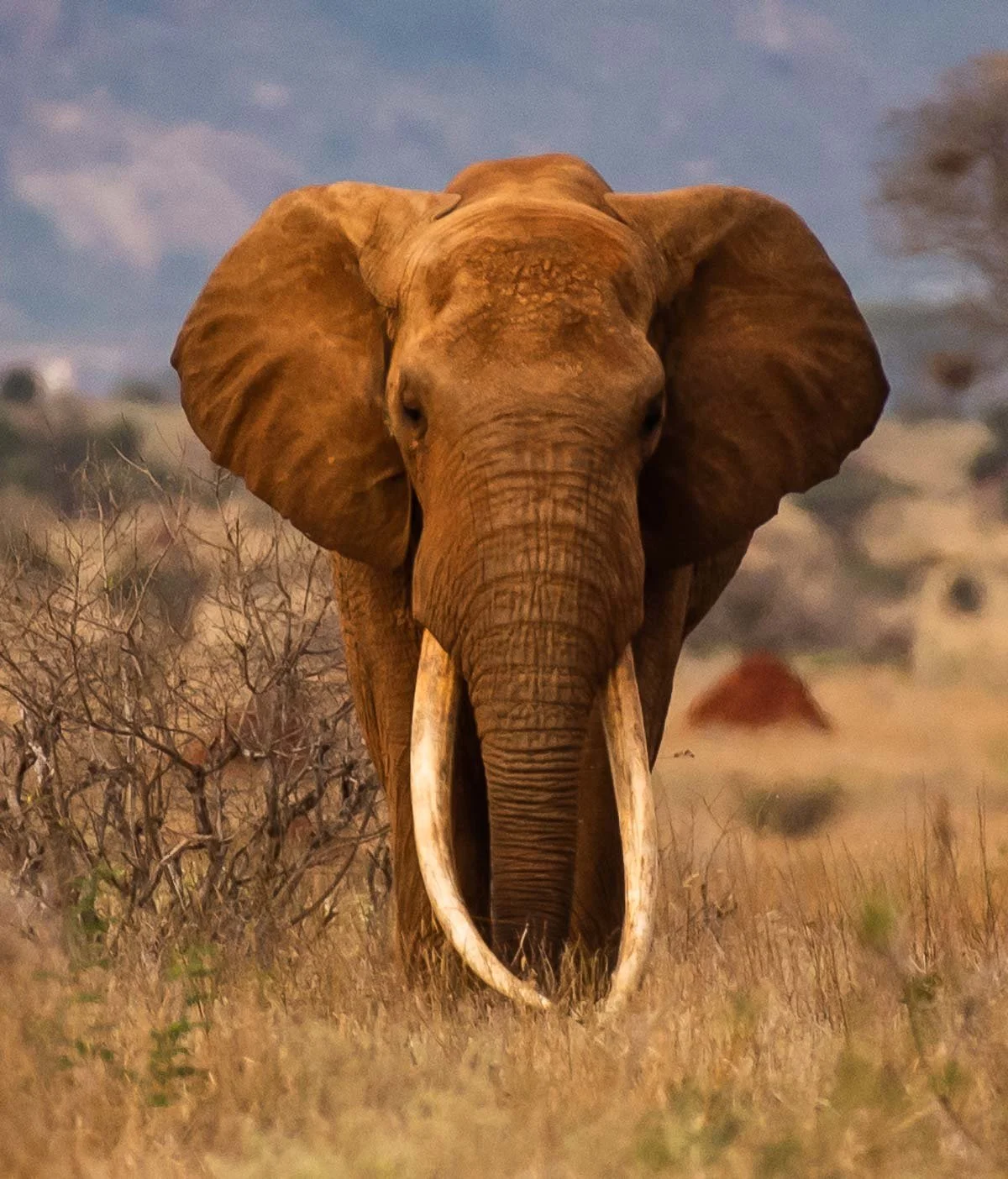 The search for Africa’s Super Tuskers Kenya - June 2026