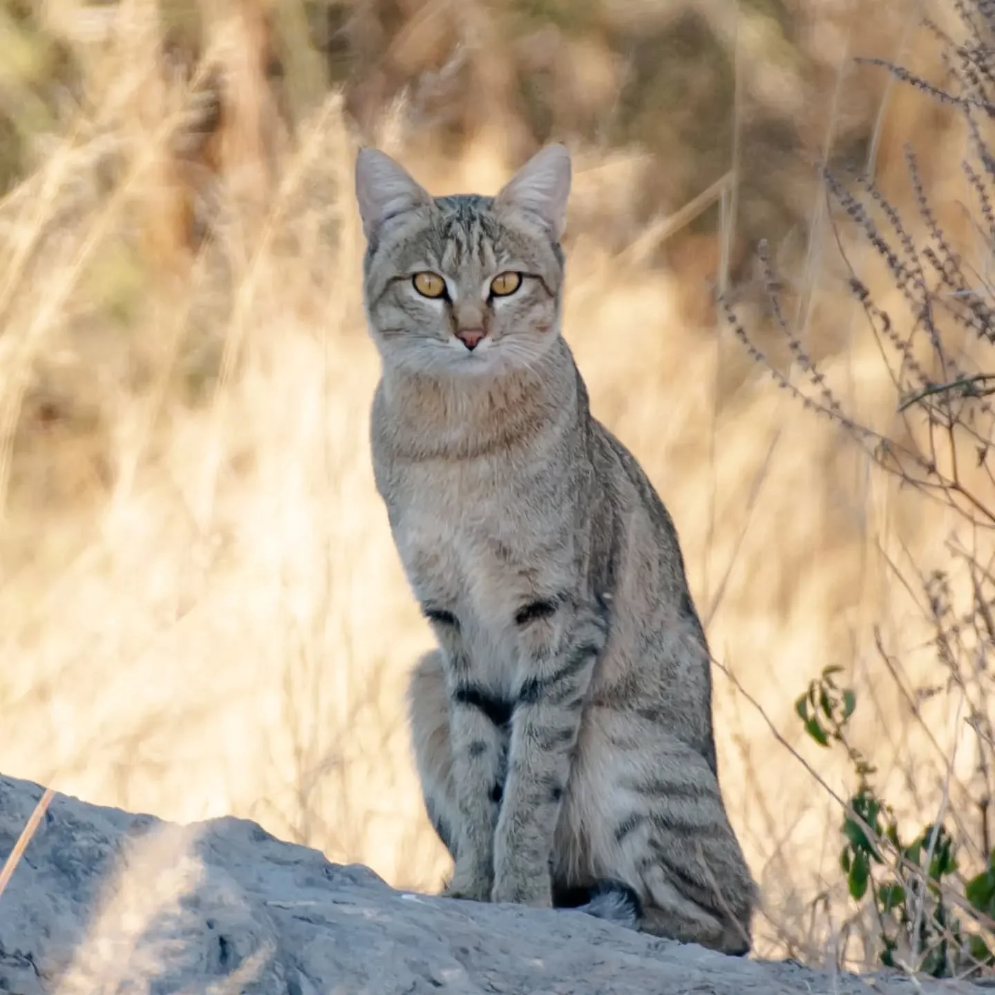 Eyes on us! A rare moment witnessing this unusually relaxed African Wild Cat along the Chobe Riverfront two weeks back. 
It was the calls of a crowned Lapwing that first alerted us to the possibility of a predator in the area before one of our sharp-