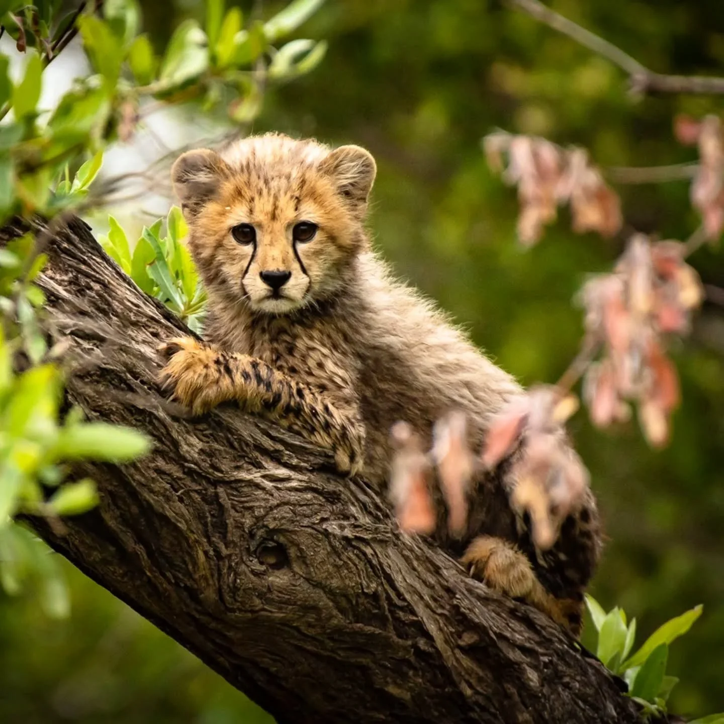 A Quick View of the Next Generation

We found this young cheetah and its mother along the Sweni River. The cub paused briefly to survey its world from up above. It was a special few days in the bush, with family and friends gathered to celebrate a mi