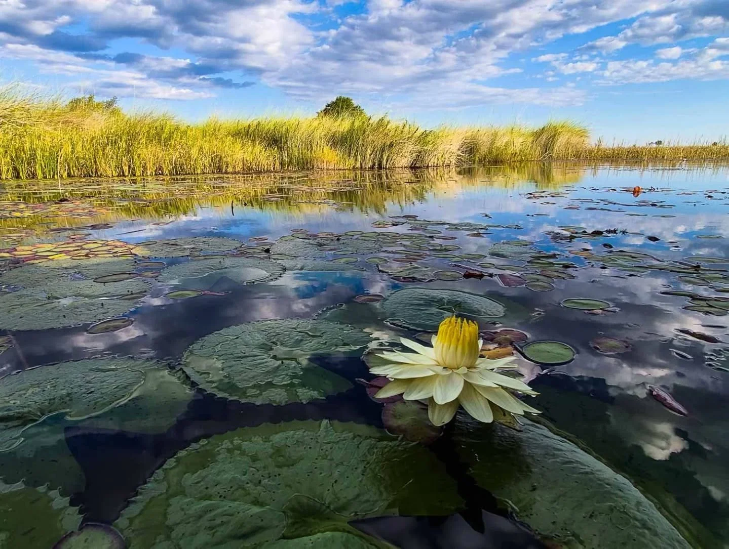 'Waterlily Dream'

The Okavango has been receiving incredible rainfall and the flood is still on It's way. Parched lands have transformed,  springing into life; channels of water are flowing for the first time in decades with waters crystal clear and