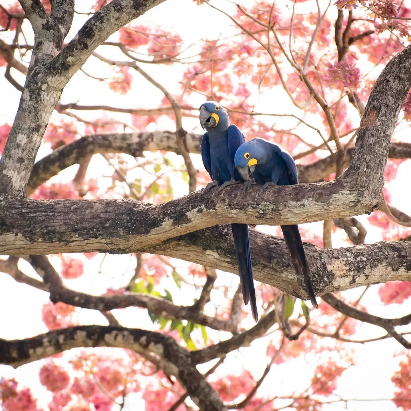 Hyacinth Macaws in an Ip&ecirc;-Rosa

It's a special time of year in Brazil's Pantanal and Cerrado regions with the Ip&ecirc;s in full bloom. While out walking about I heard the unmistakable calls of some macaws coming from one of these magnificent t