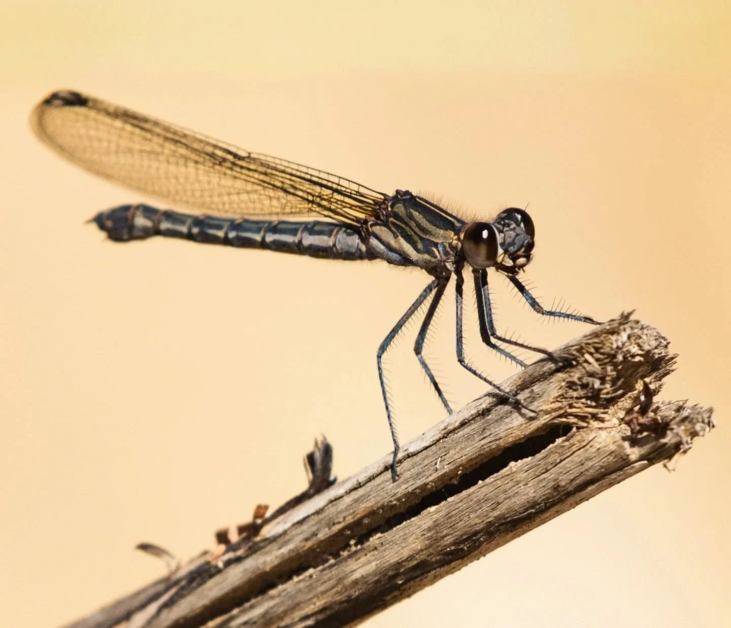 This little insect is a Boulder Jewel that I photographed while exploring along the Palmiet River in the Kogelberg (about an hour away from Cape Town) last week.

I've been having a ton of fun with my 200-500mm lens which allows me to 'access' their 